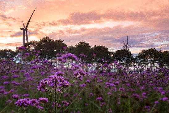 Werbena patagońska Motyli Krzew Duża Sadzonka (Verbena bonariensis) 2.0L
