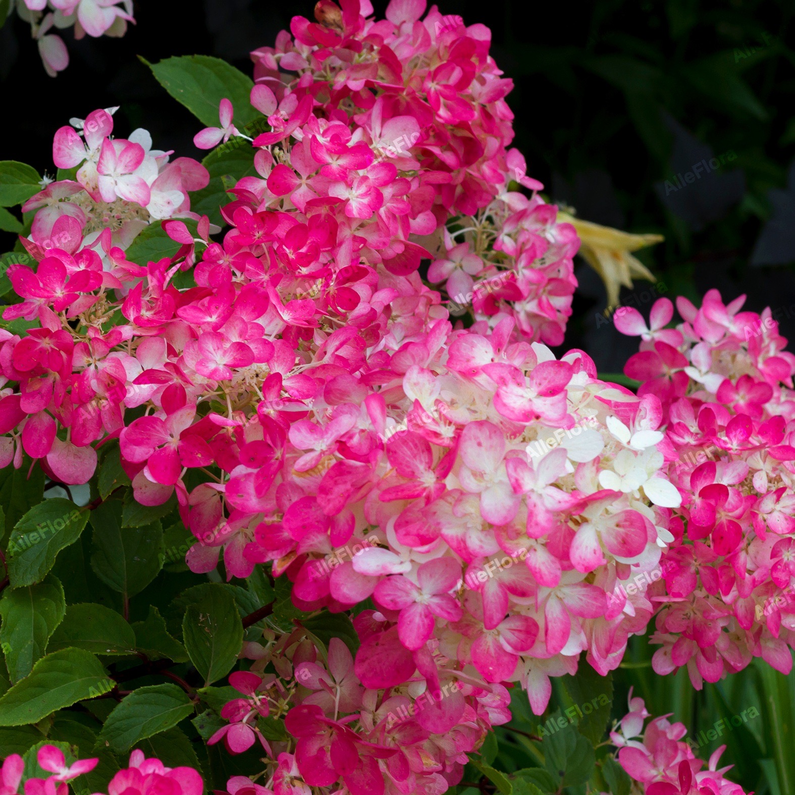 Hortensja bukietowa 'Diamant Rouge' (Hydrangea paniculata) Doniczka 1.0L