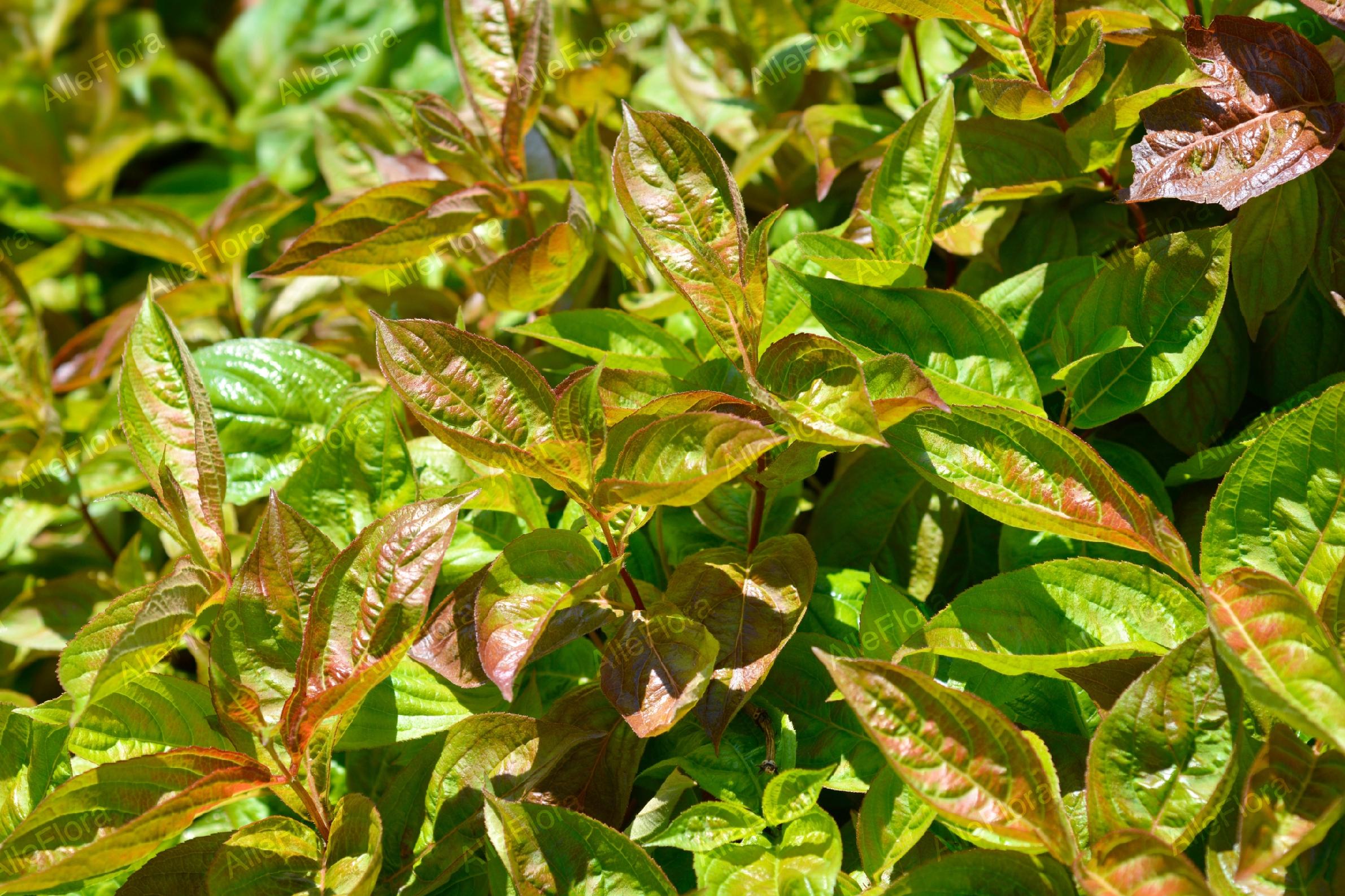 Krzewuszka cudowna 'Wings of Fire' (Weigela florida) Doniczka 2.0L