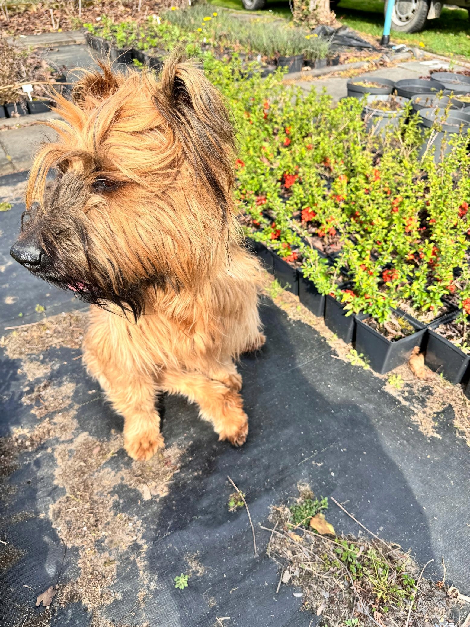 Pigwowiec pośredni 'Clementine' Pomarańczowe kwiaty (Chaenomeles superba)