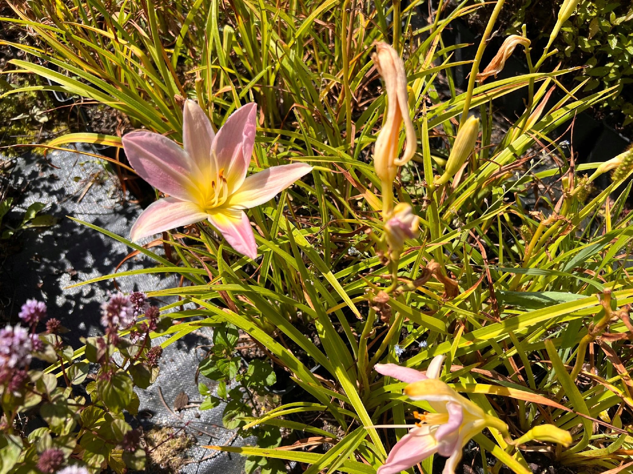 Liliowiec 'Hall's Pink' (Hemerocallis) P13