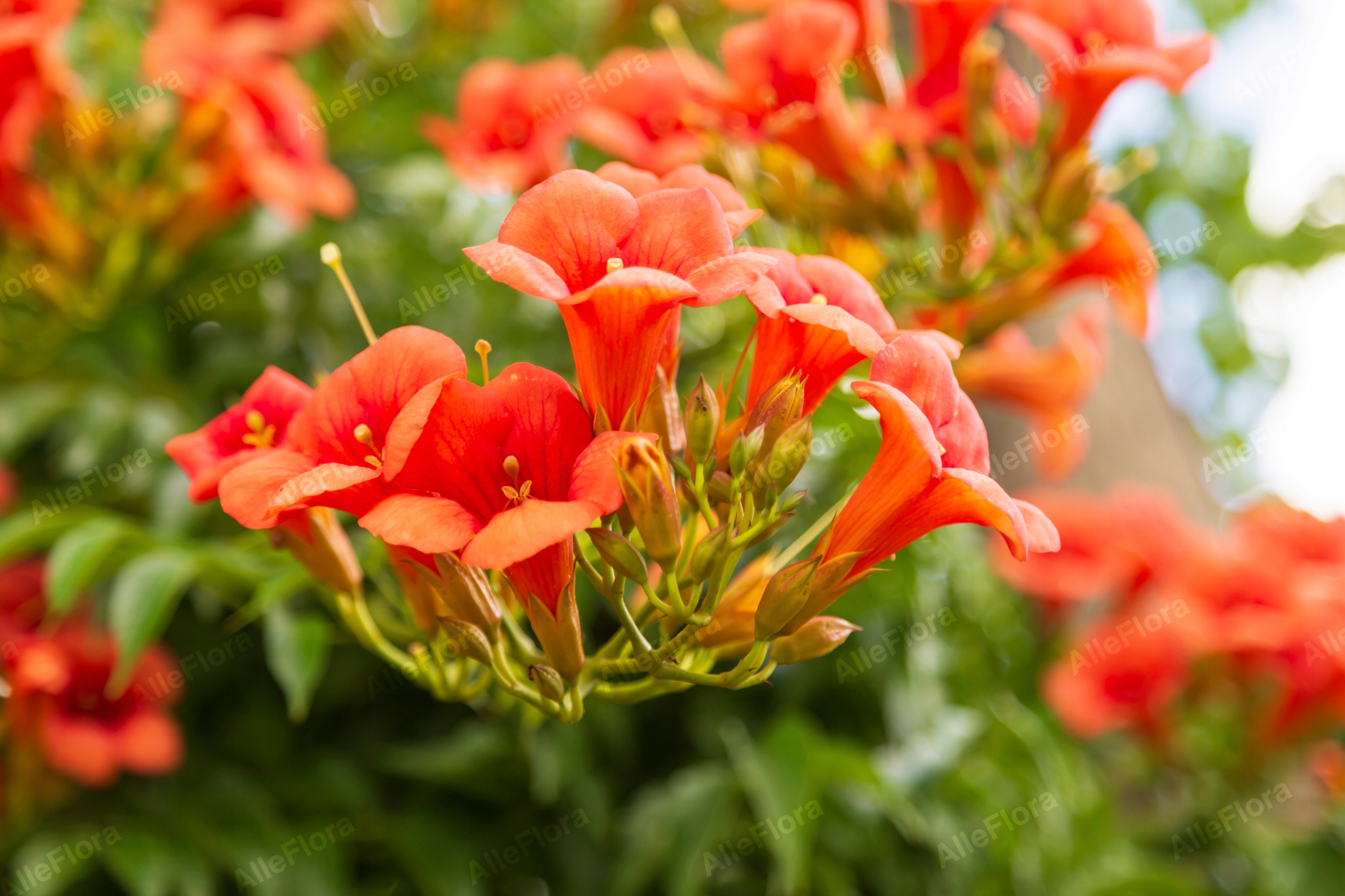 Milin pomarańczowy amerykański 'Ursynów' (Campsis radicans) Doniczka 2.0L