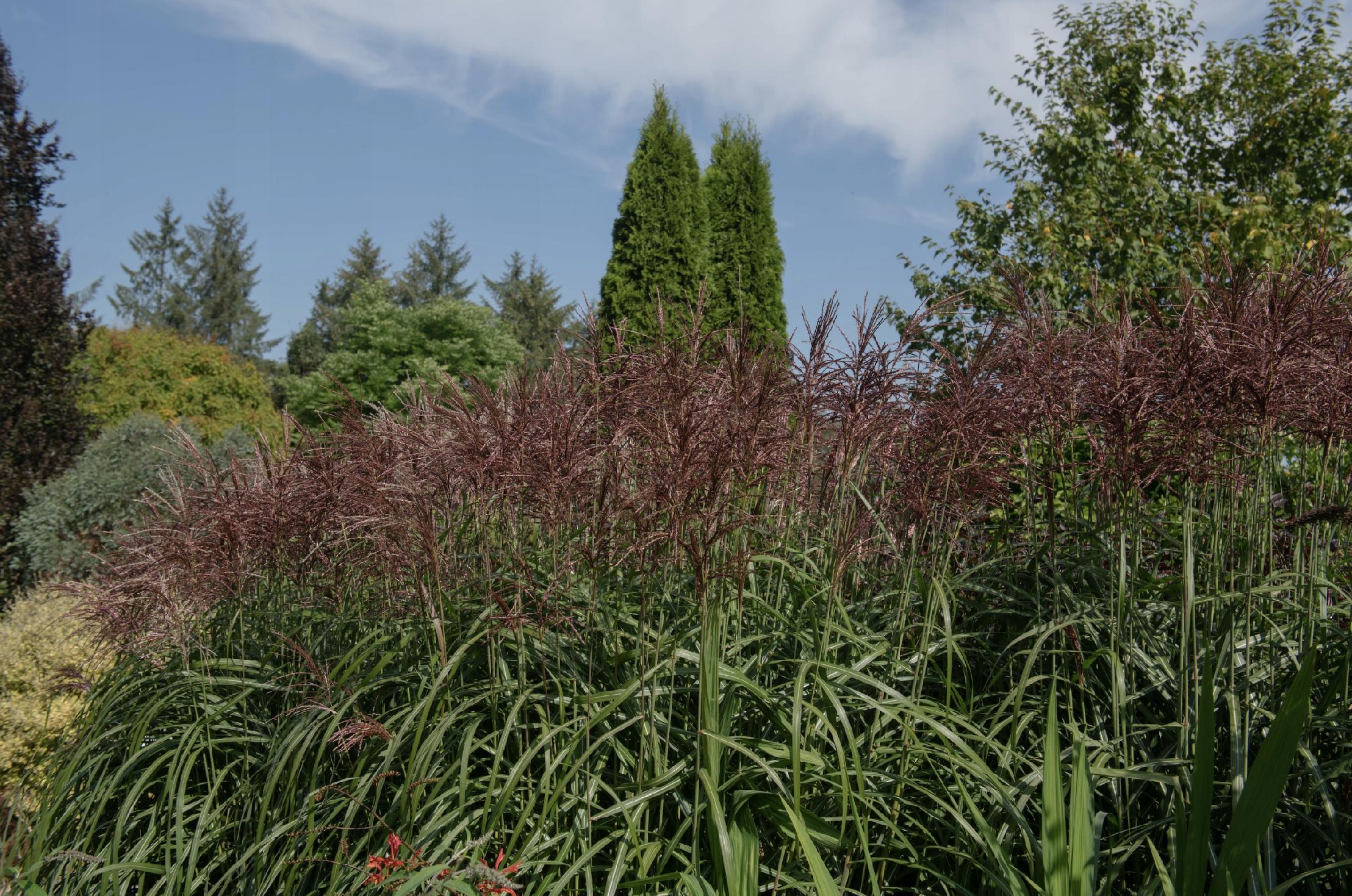 Miskant chiński 'Malepartus' (Miscanthus sinnesis)