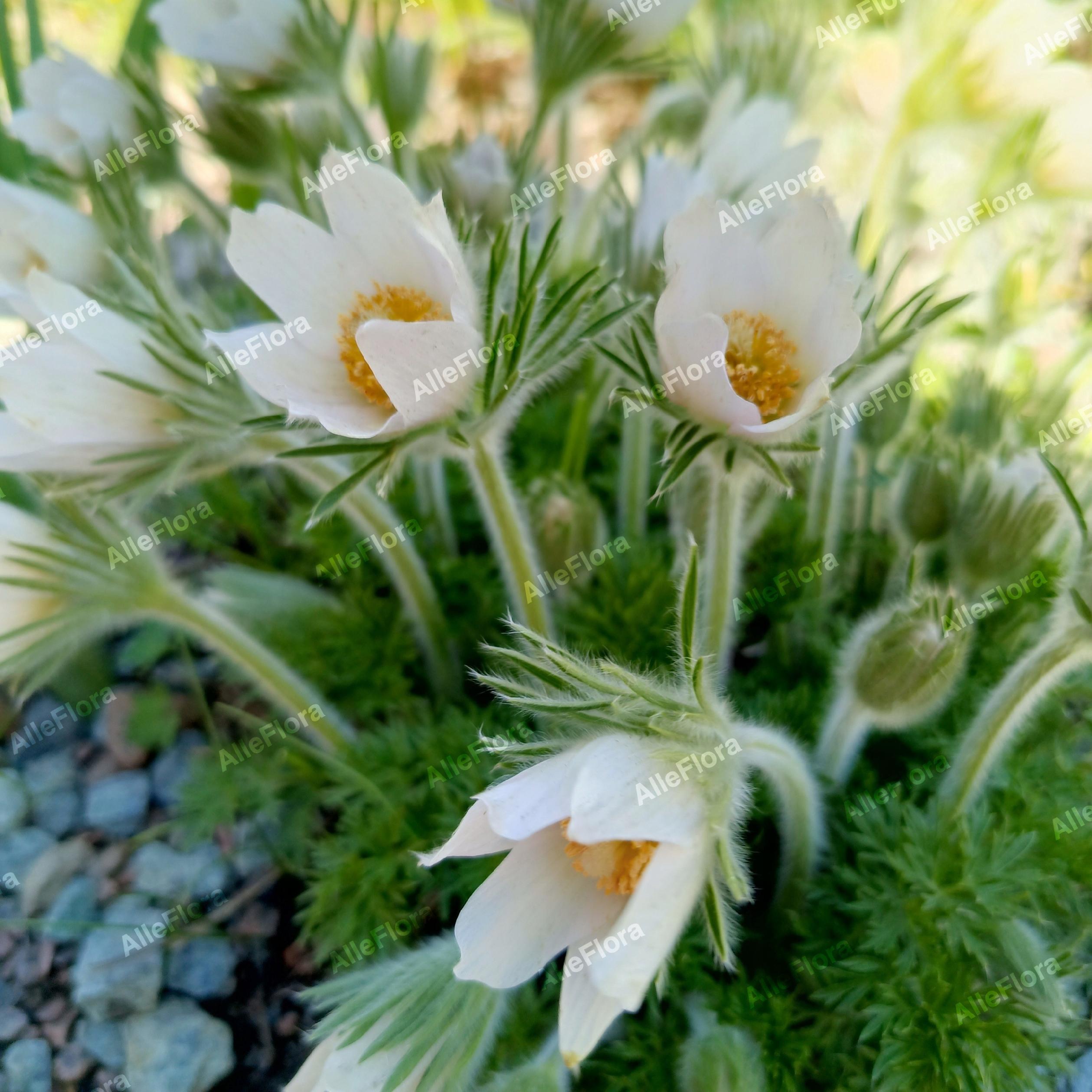 Sasanka zwyczajna 'Pinwheel White' (Pulsatilla vulgaris) Poj. P9