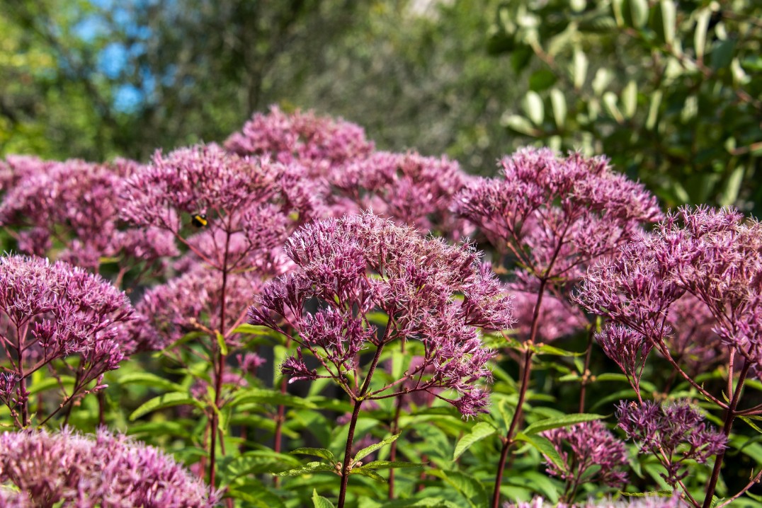 Sadziec plamisty 'Red Dwarf' Różowy, doniczka 2L (Eupatorium maculatum)