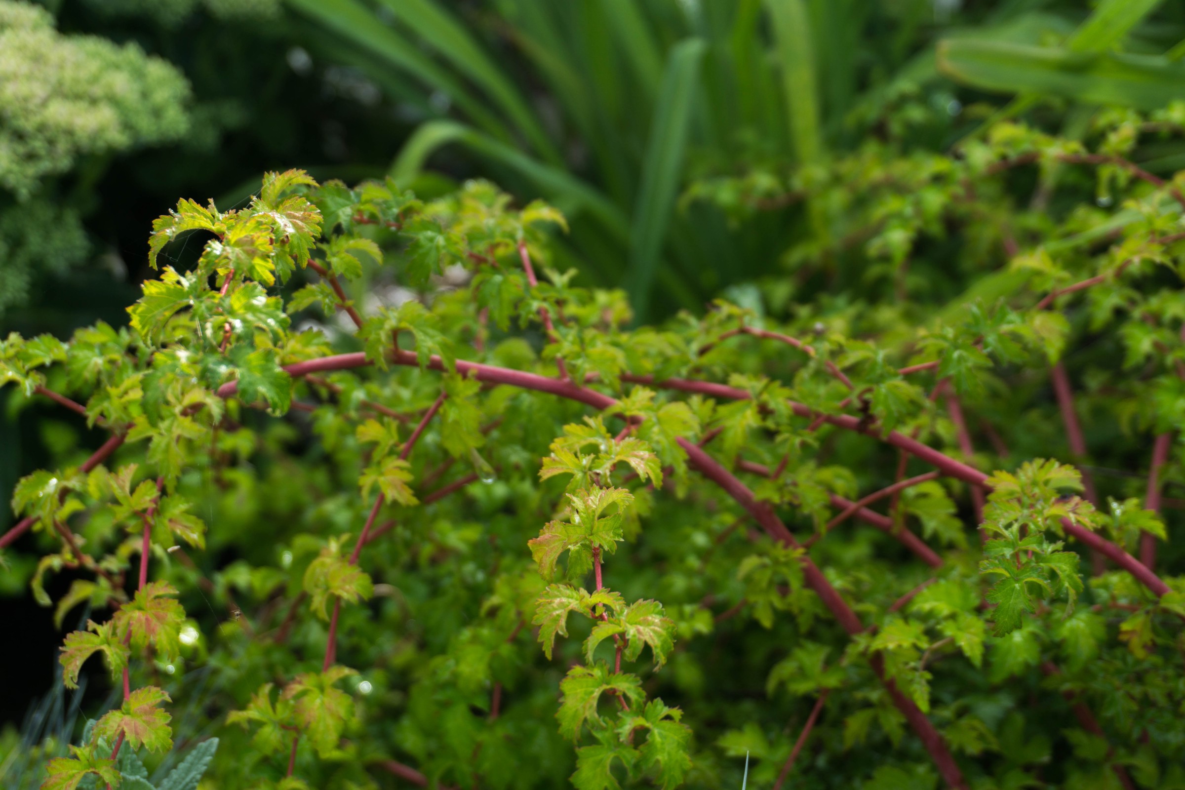 Tawulec pogięty 'Crispa' Zielony Dywan Zadarnia (Stephanandra incisa) 2.0L