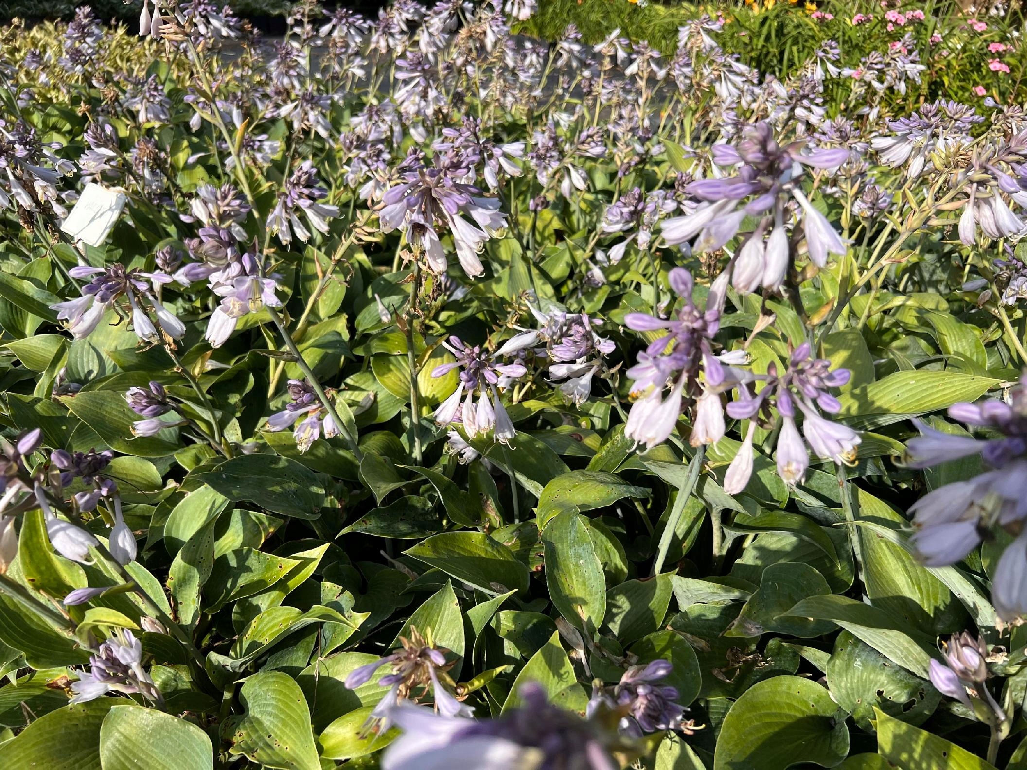 Funkia Hosta 'Halcyon' Doniczka 2.0L Duże Niebieskie liście