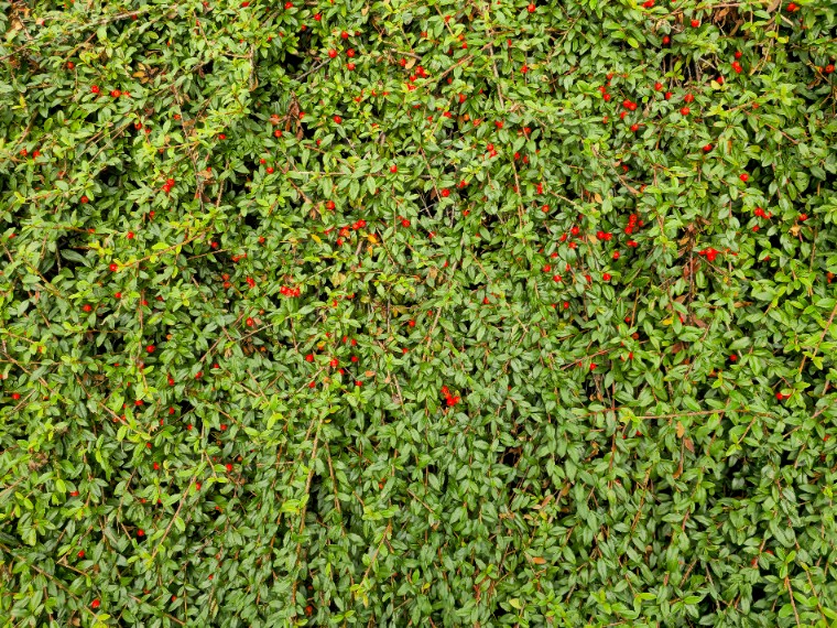 Irga płożąca Dammera 'Mooncreeper' (Cotoneaster dammeri) Doniczka 1.0L