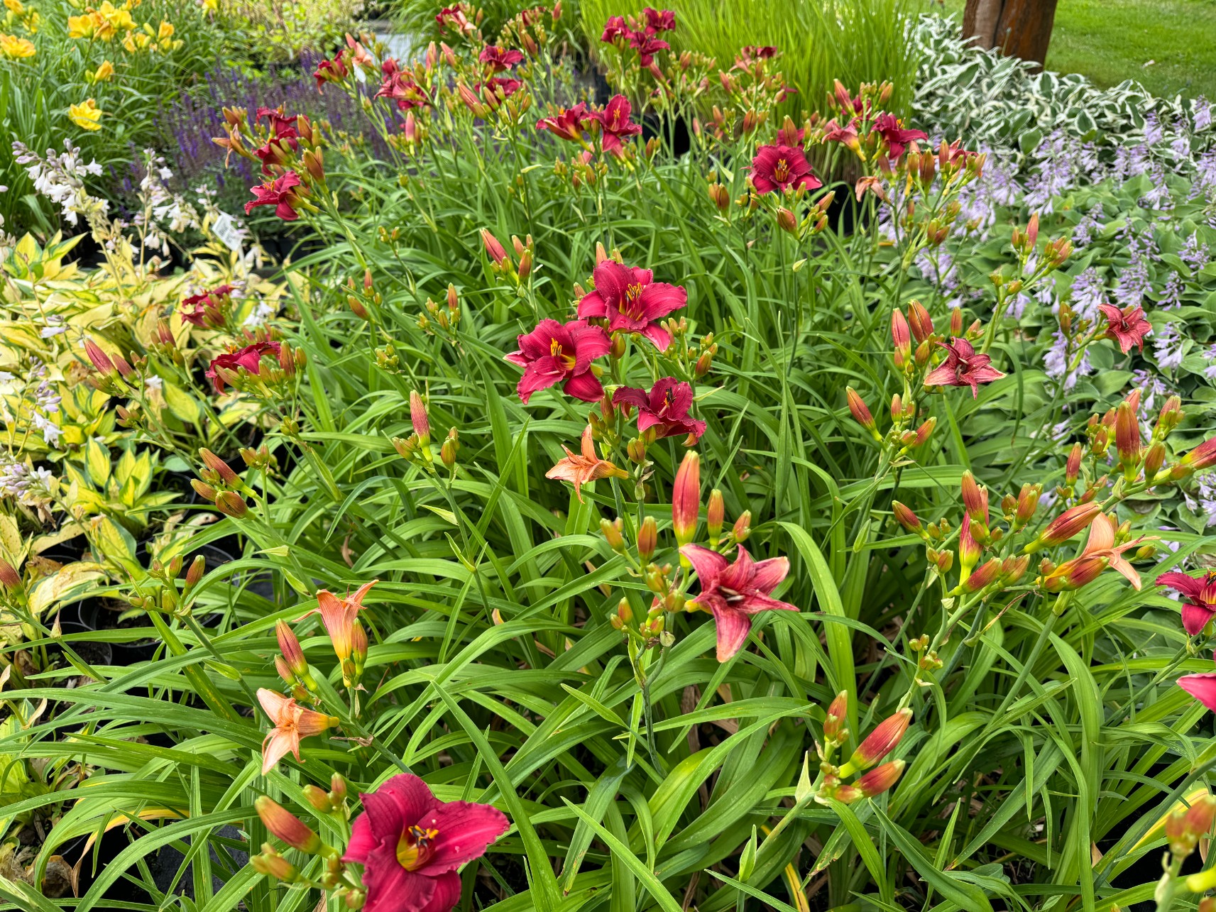 Liliowiec 'Siloam Red Toy' Czerwony Różowy (Hemerocallis) Doniczka 2.0L