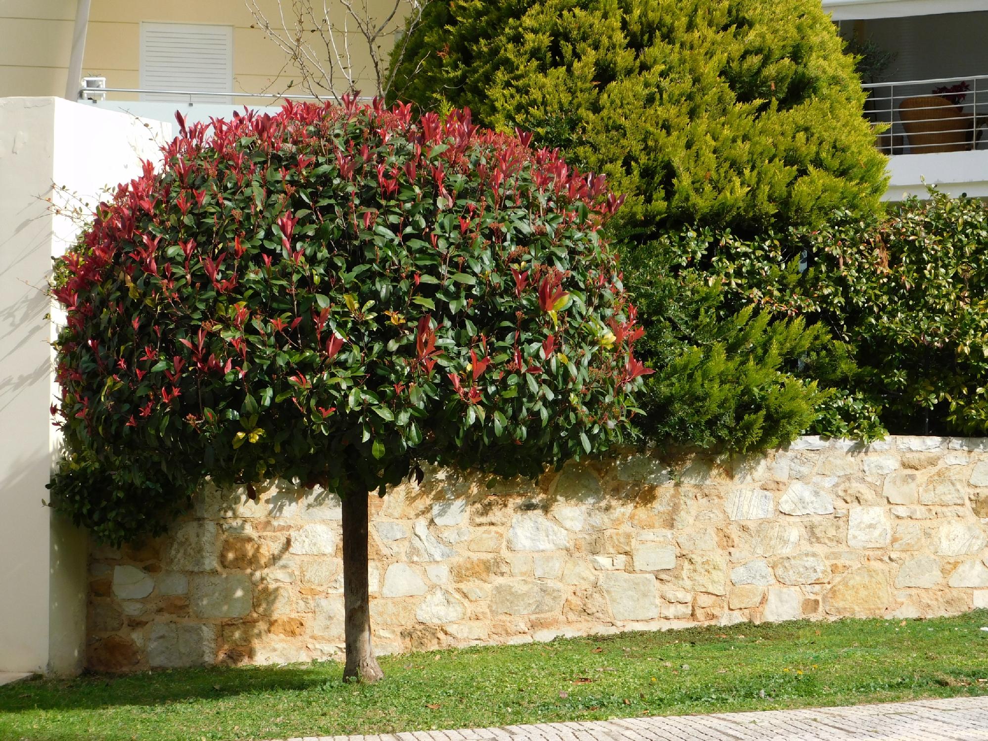 Głogownik Frasera 'Red Robin' (Photinia ×fraseri) Doniczka 2.0L 40- 60cm