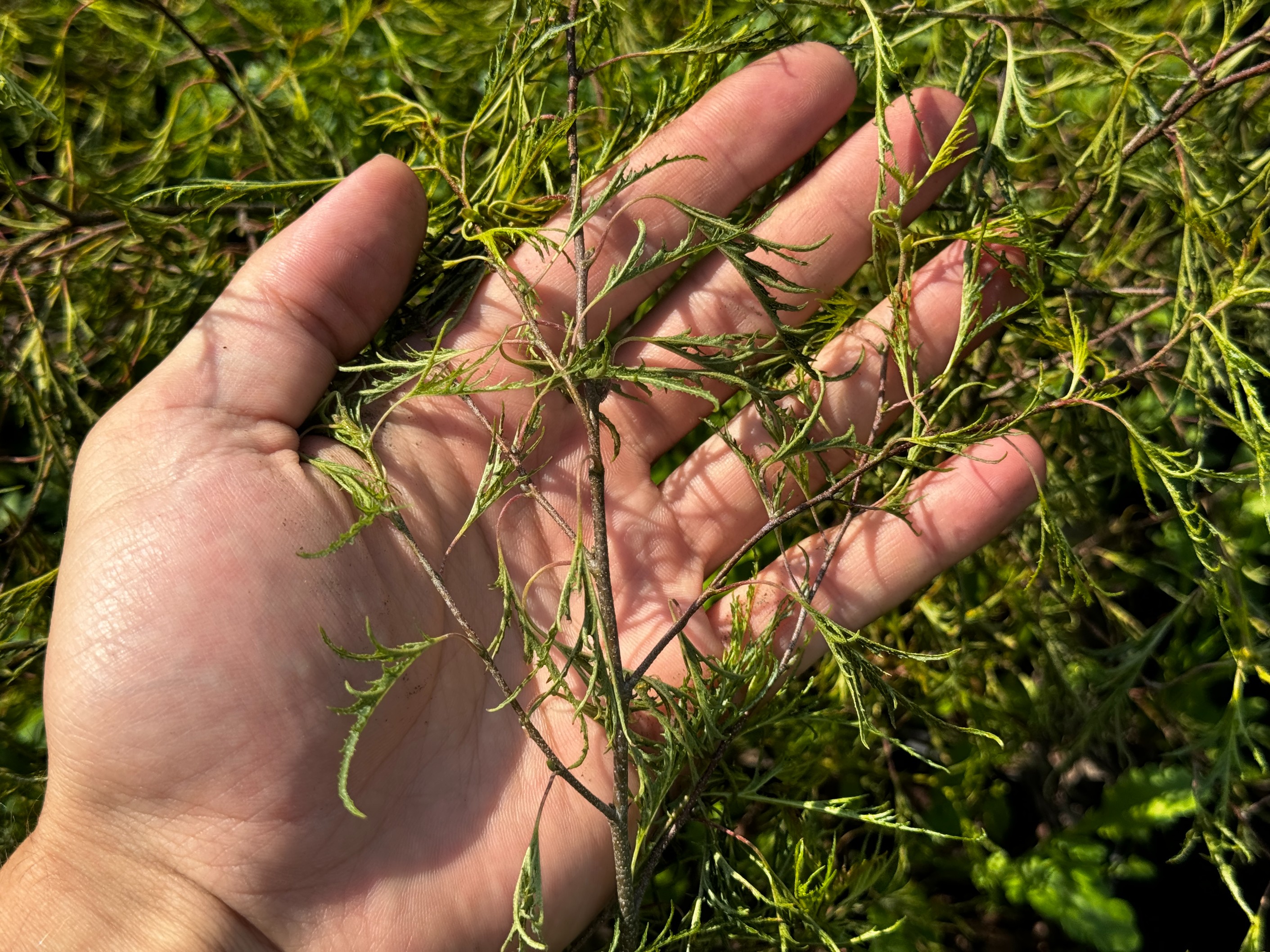 Brzoza brodawkowata 'Karaca' Karłowata Miniaturowa (Betula pendula) 2.0L