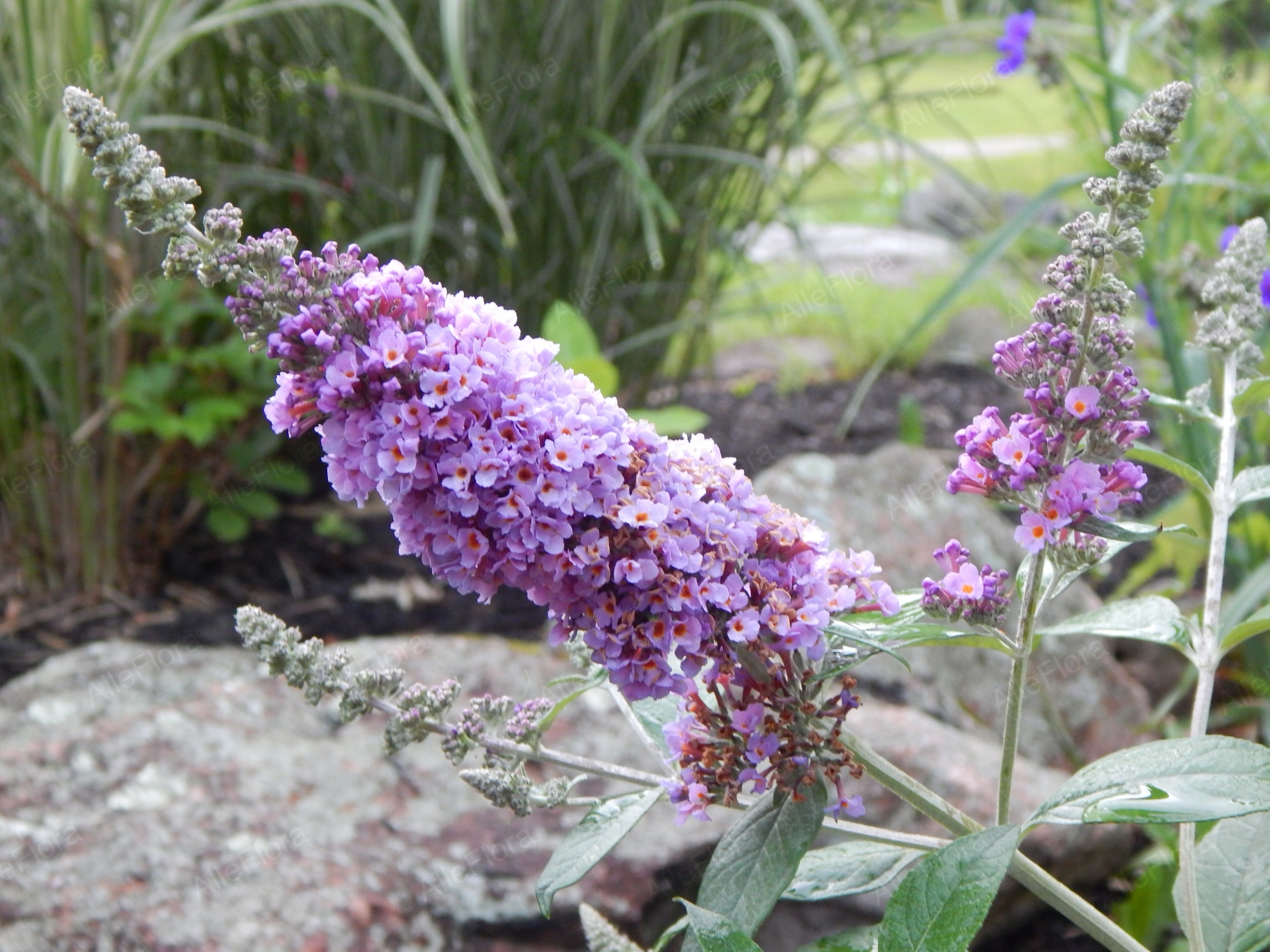Budleja Dawida 'Lavender Cupcake' (Buddleja davidii) Doniczka 2.0L