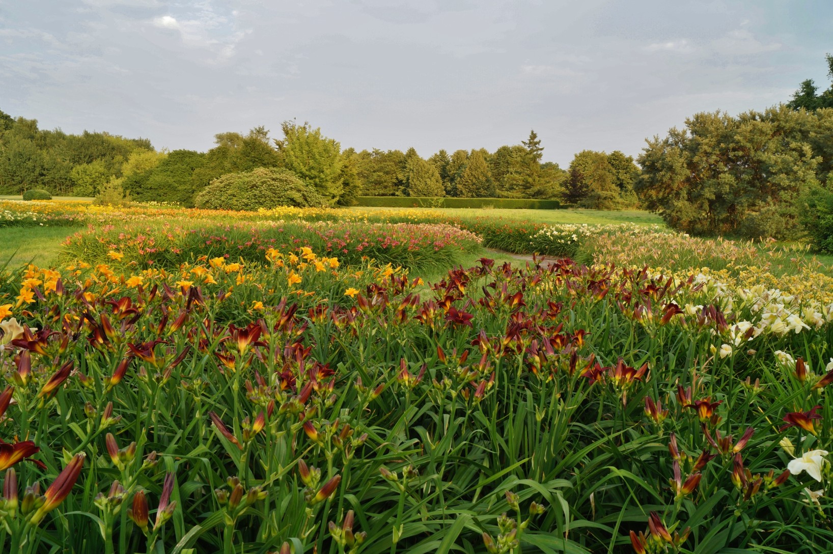 Liliowiec 'Bakabana' Żółty Miniaturowy (Hemerocallis) Doniczka 2.0L