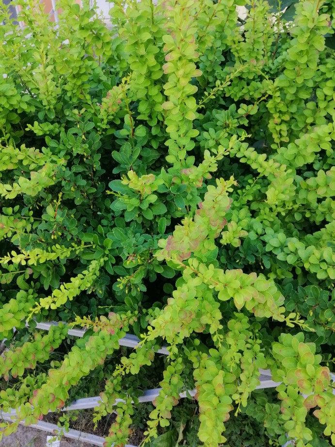 Berberys Thunberga 'Green Carpet' Zielony Dywan (Berberis thunbergii)