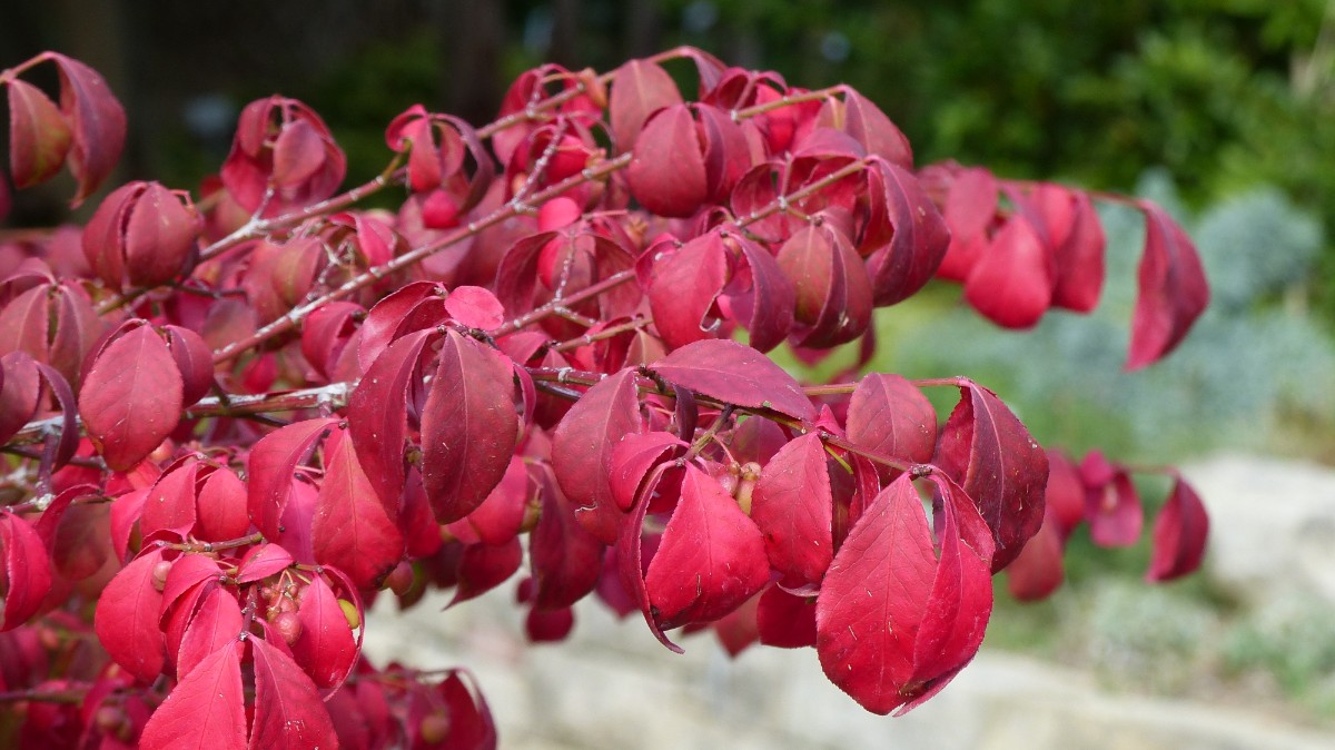 Trzmielina oskrzydlona Płonący Czerwony Gorejący Krzew (Euonymus alatus) 5L