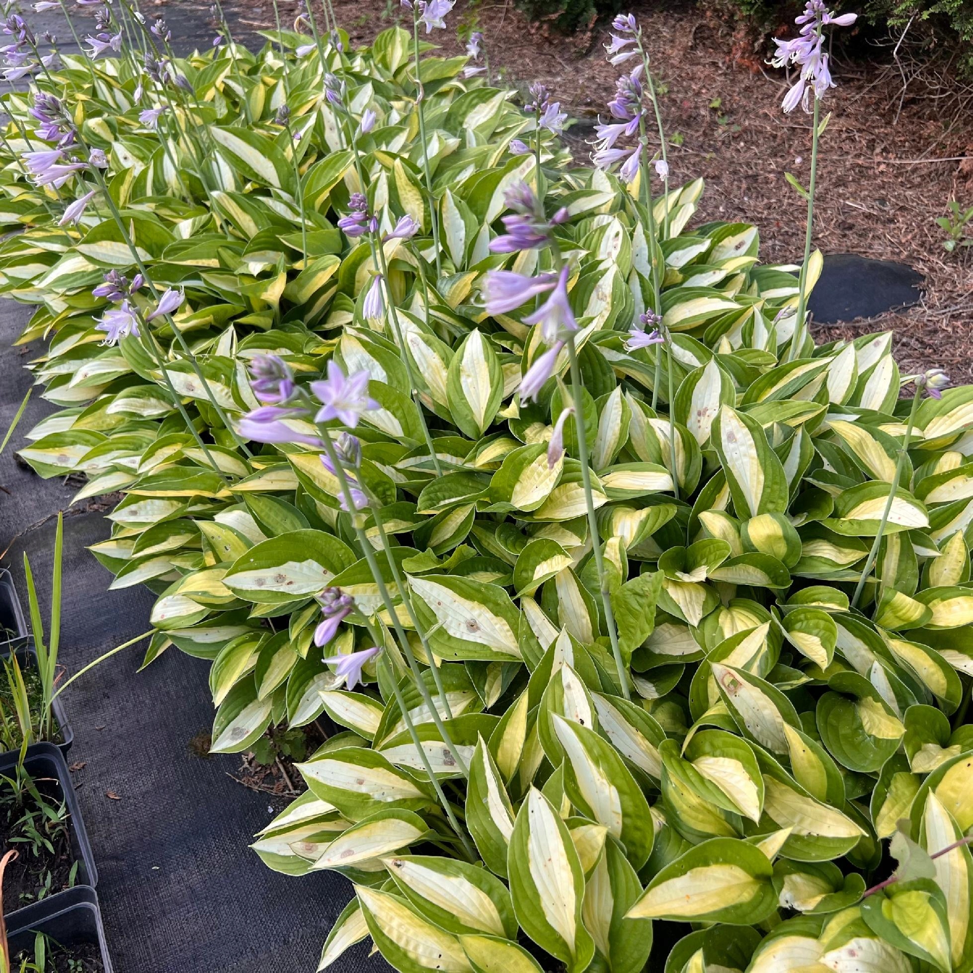 Funkia 'Striptease' (Hosta) P13