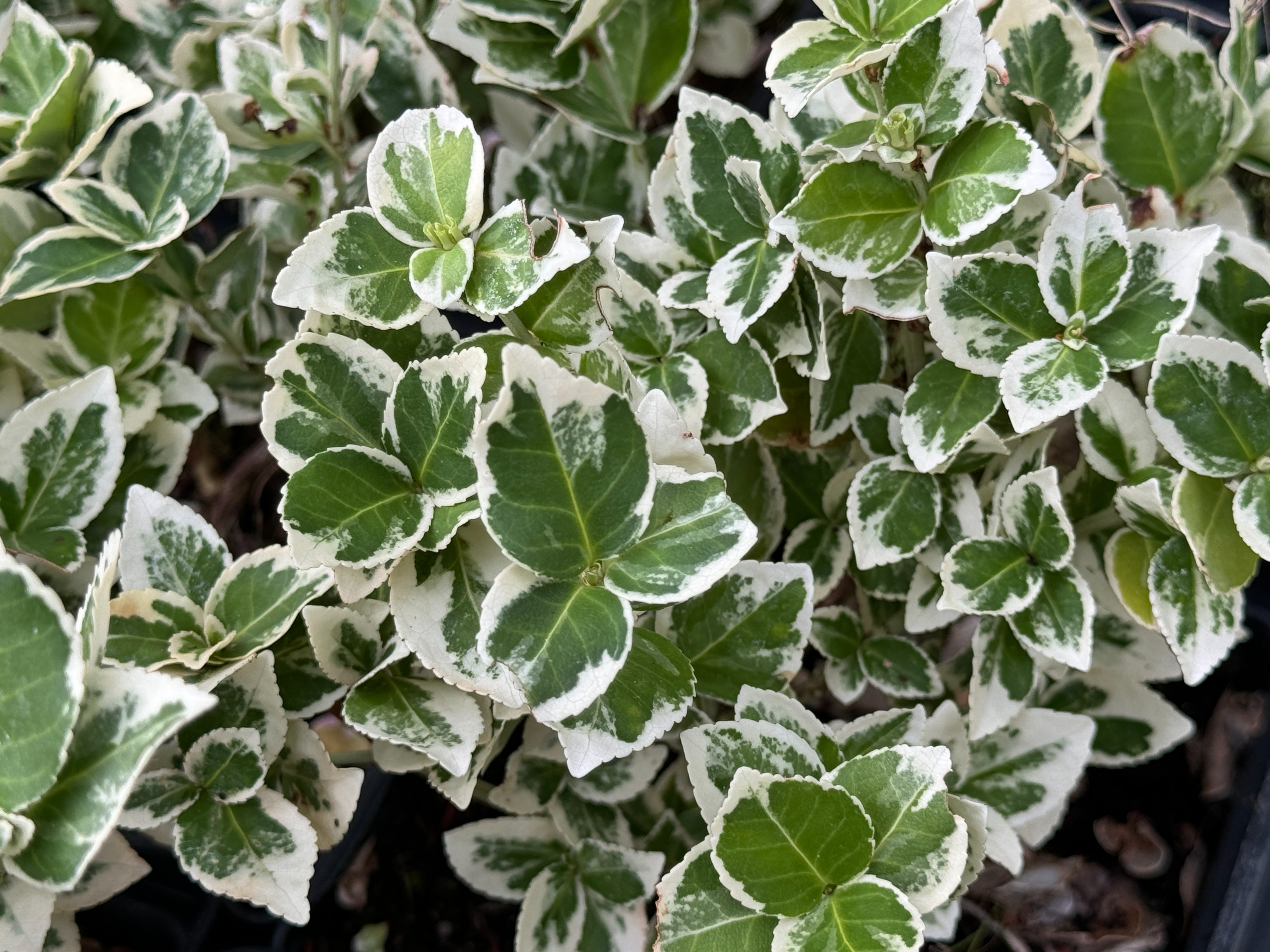 Trzmielina Fortune'a 'Emerald Gaiety' Zimozielona Biała (Euonymus fortunei)