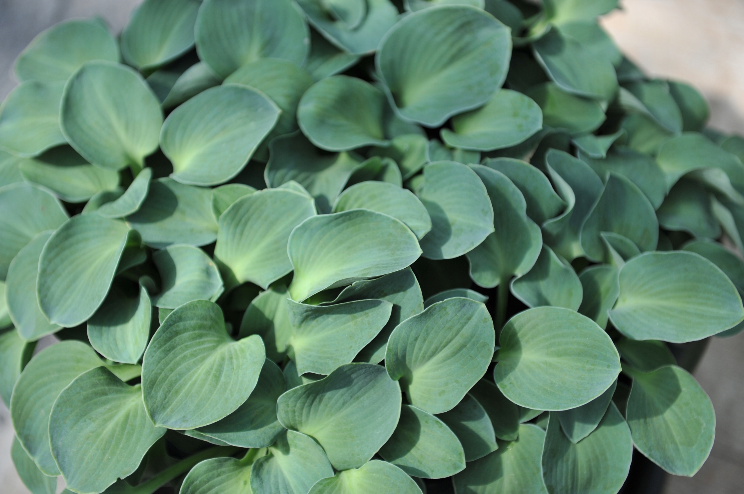 Funkia Hosta 'Blue Mouse Ears' W DONICZCE 2L, NIEBIESKIE LIŚCIE Miniaturka