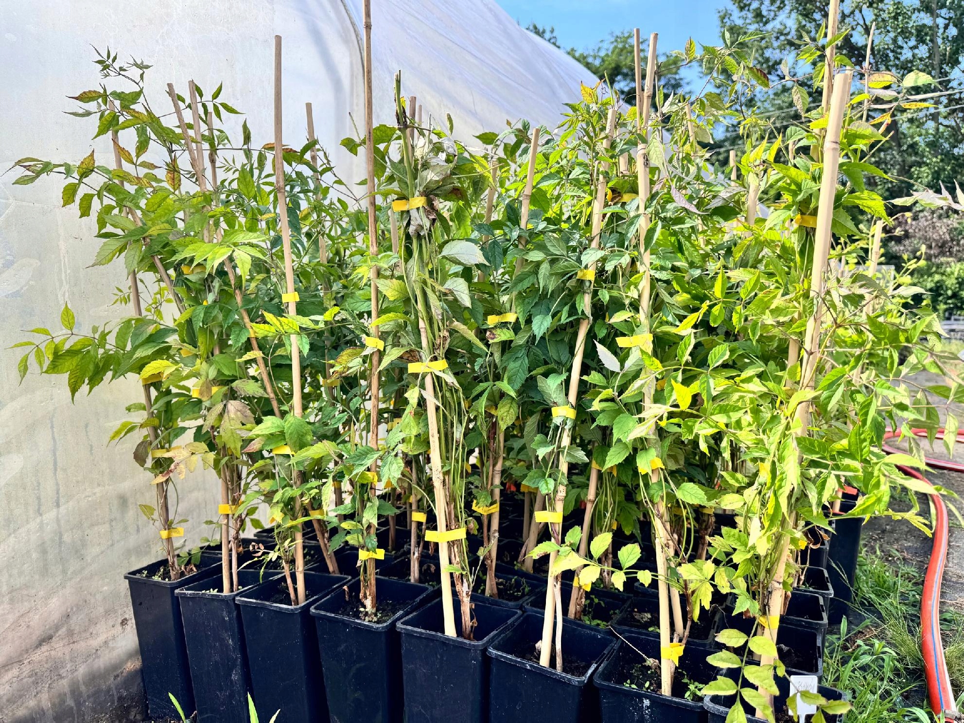 Milin pomarańczowy amerykański 'Ursynów' (Campsis radicans) Doniczka 2.0L