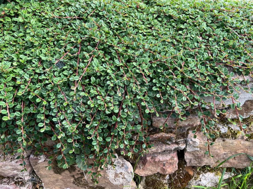 Irga płożąca 'Queen of Carpet' (Cotoneaster procumbens) Doniczka 1.0L