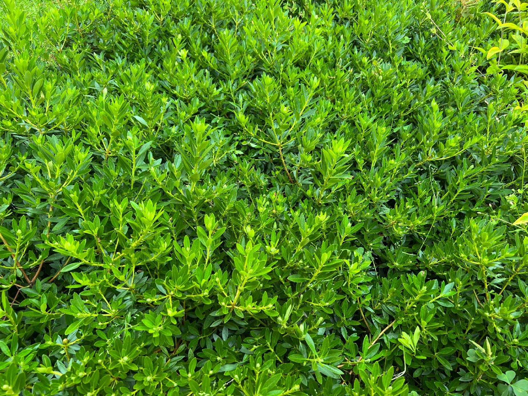 Różanecznik hirsutum x micranthum Różowy (Rhododendron) Doniczka 2.0L