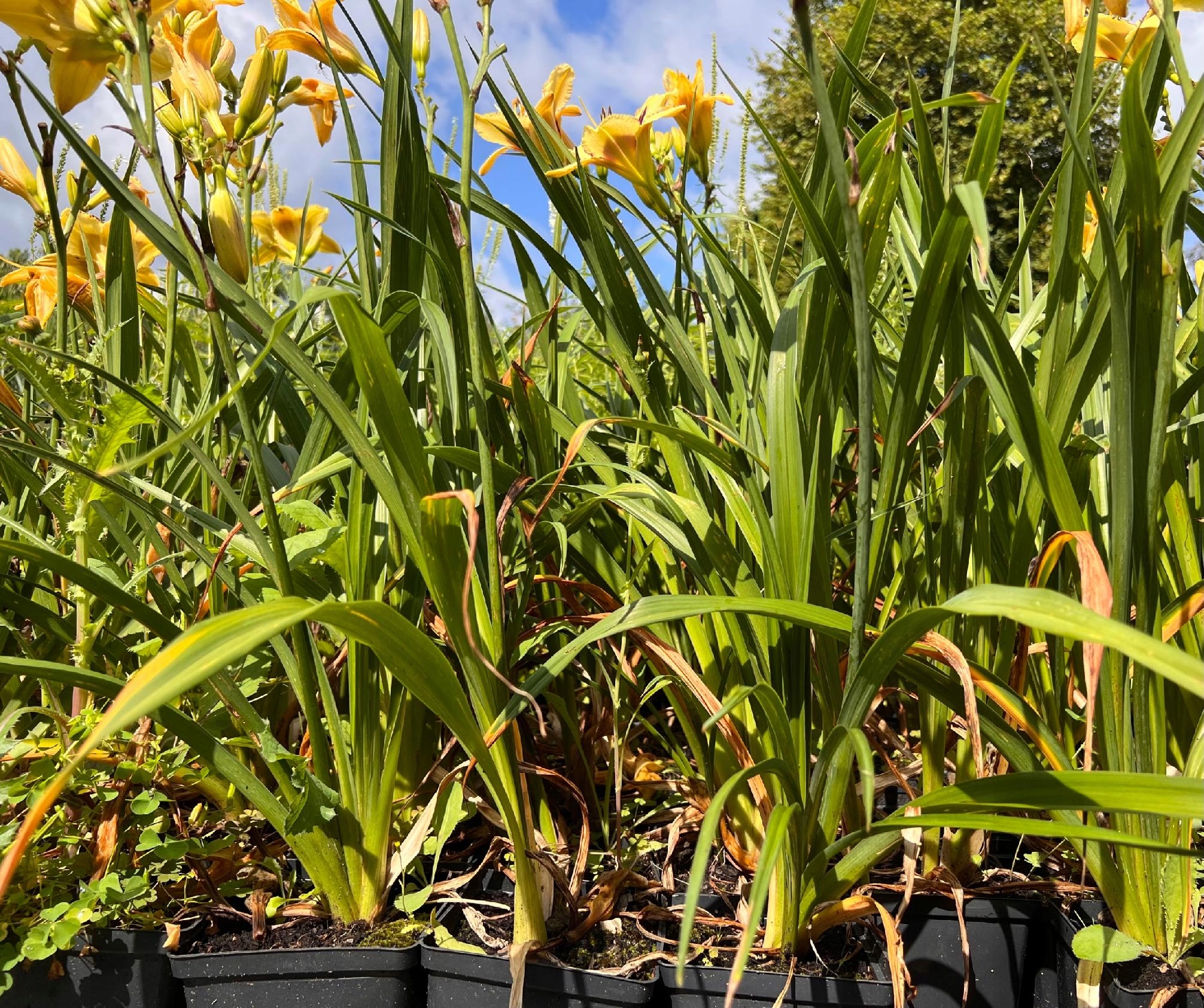 Liliowiec 'El Desperado' (Hemerocallis) P13