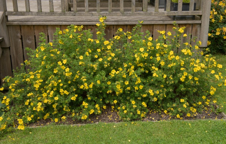 Pięciornik krzewiasty 'Goldfinger' Żółty (Potentilla fruticosa) Poj. 2.0L