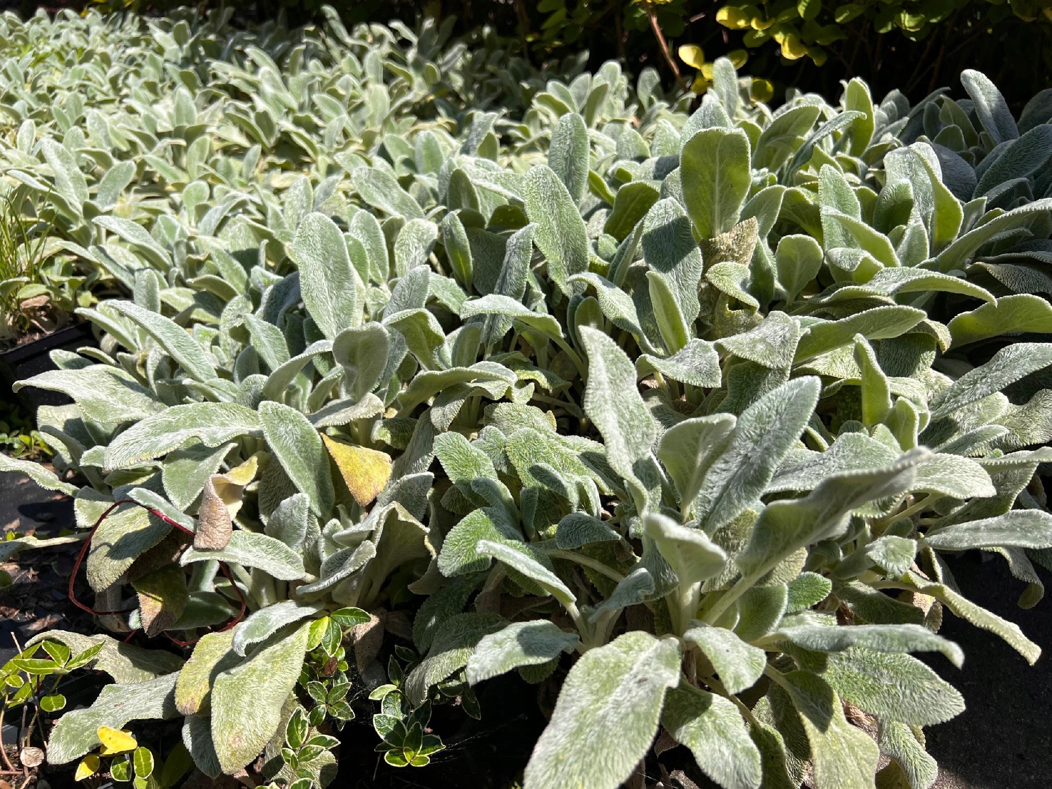 Czyściec wełnisty (Stachys byzantina) P13