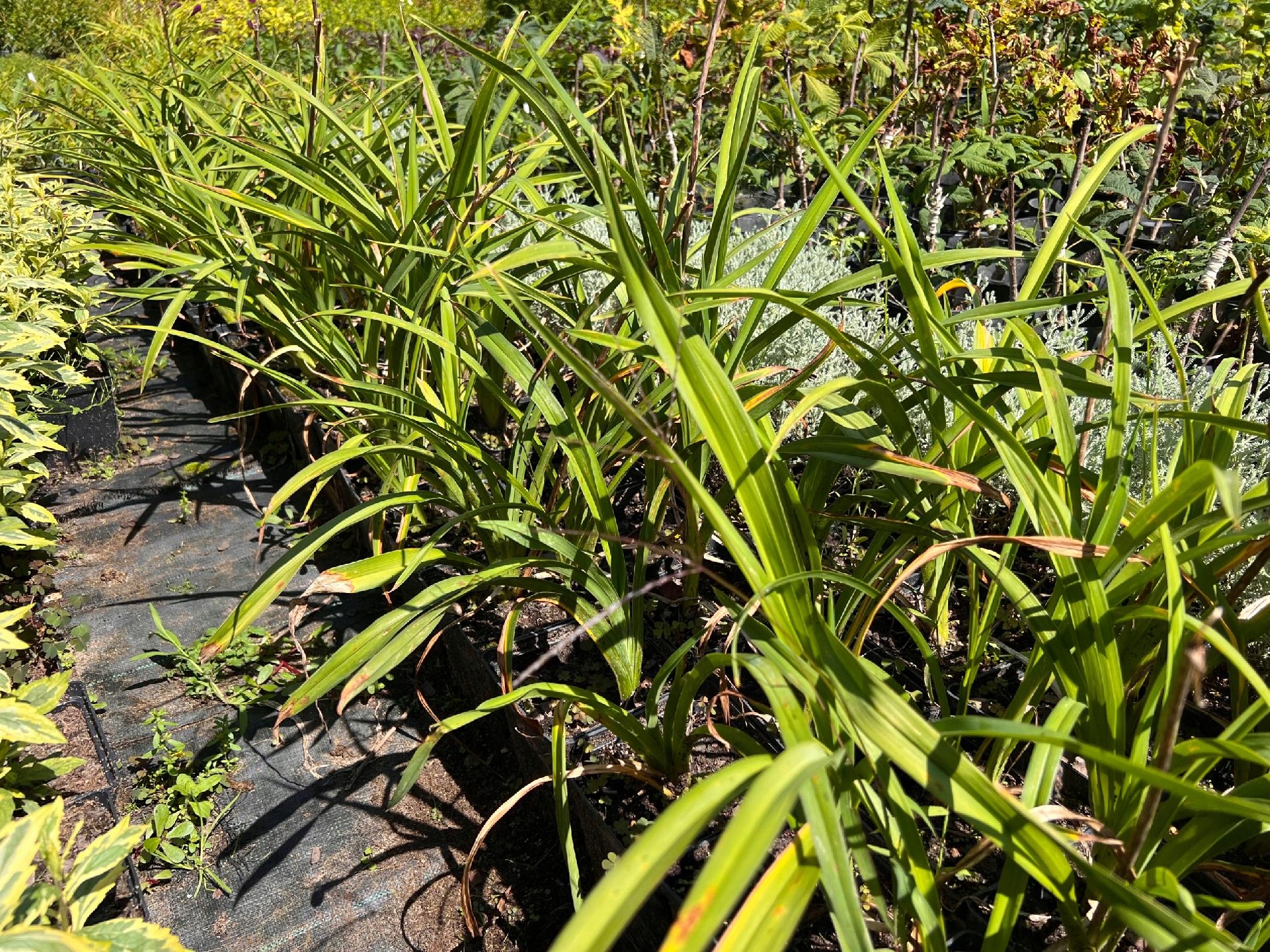 Liliowiec 'Calico Jack' (Hemerocallis) P13