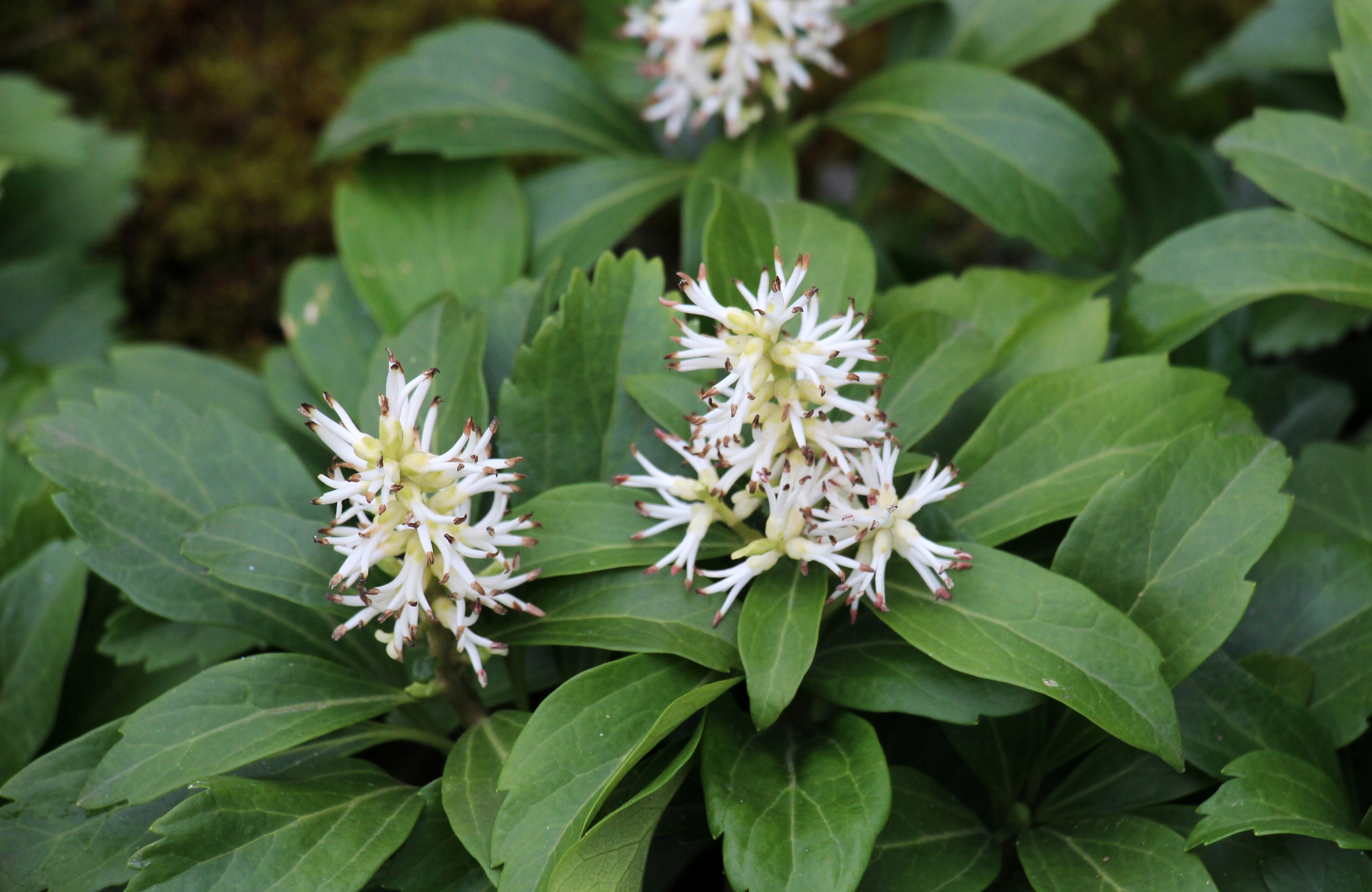 Runianka japońska 'Green Carpet' (Pachysandra terminalis) Doniczka 1.0L