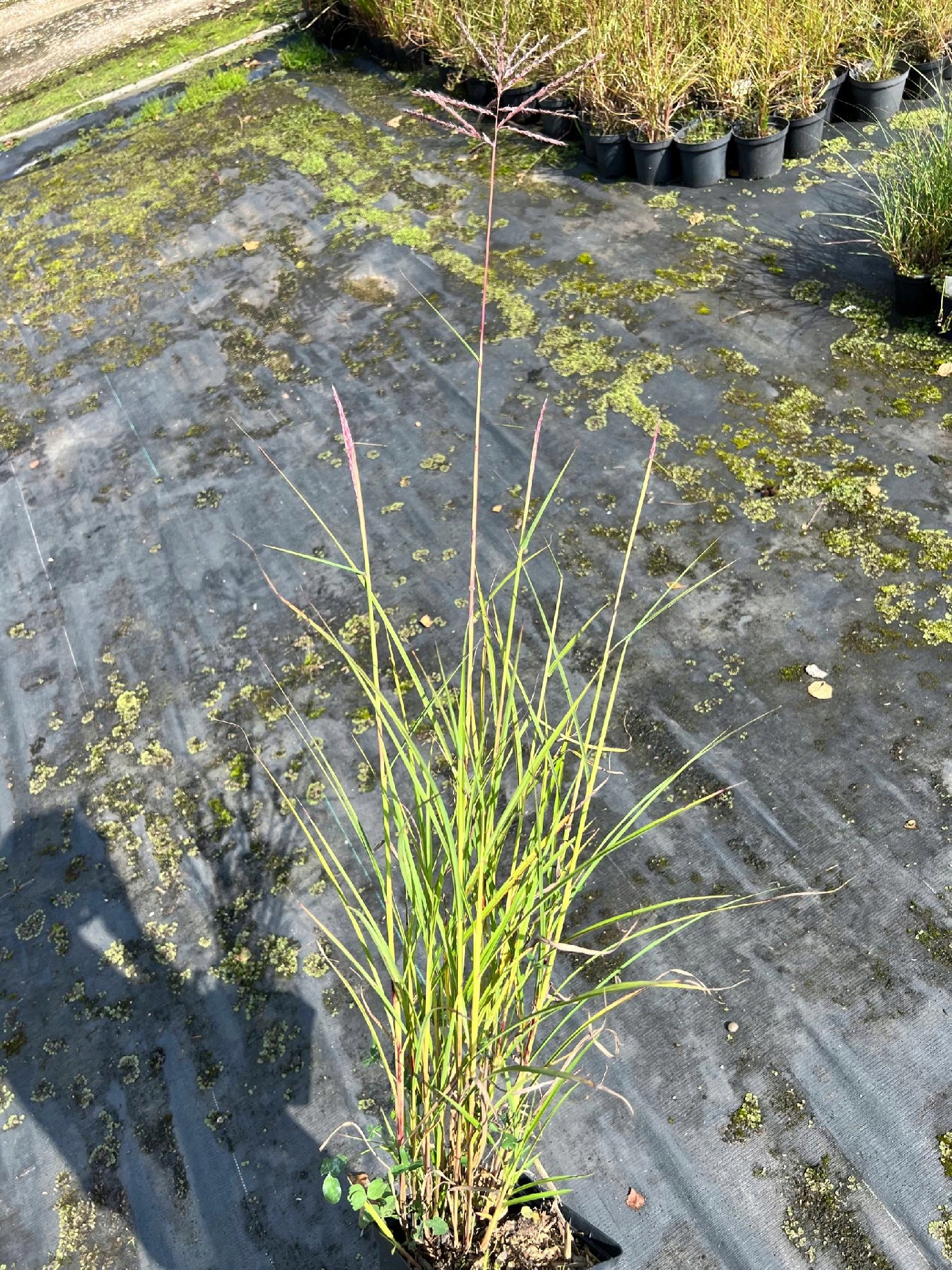 Miskant chiński 'Rotfuchs' (Miscanthus) P13