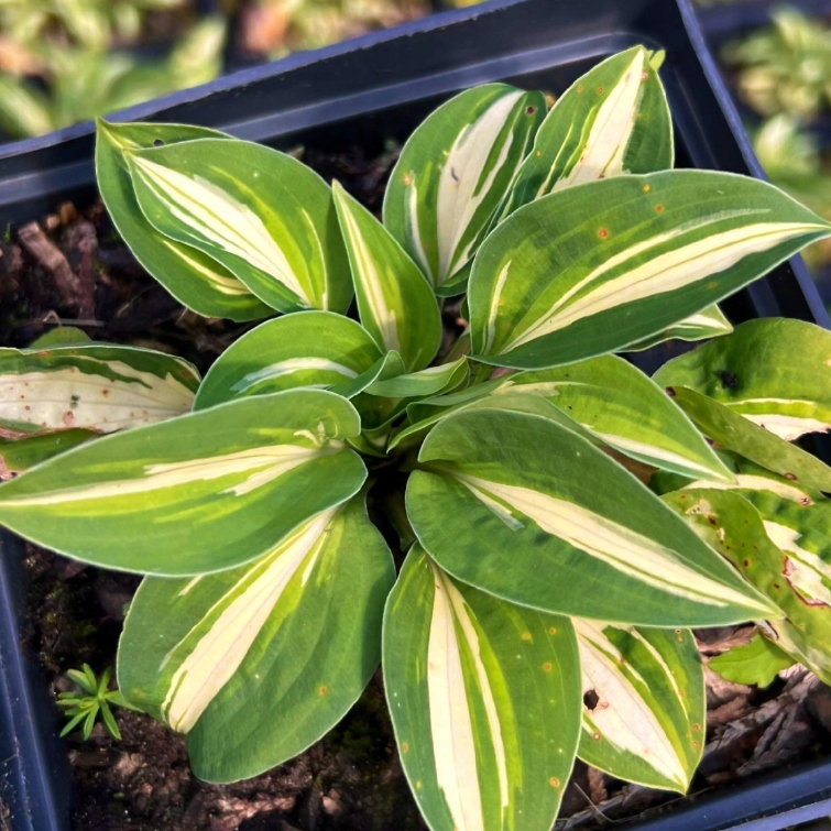 Funkia 'Pandora's Box' (Hosta) Miniaturka Doniczka 2.0L