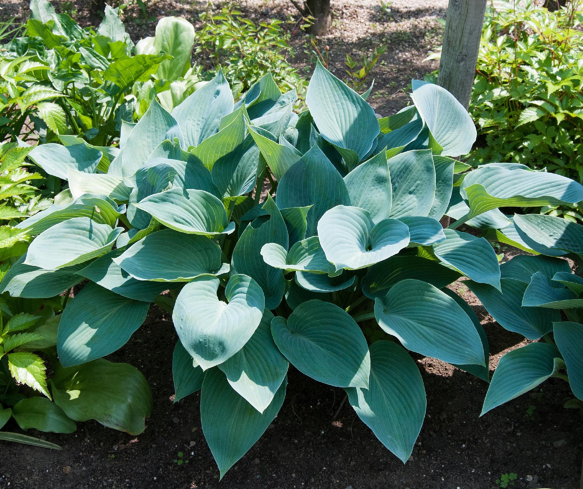 Funkia Hosta 'Halcyon' Doniczka 2.0L Duże Niebieskie liście