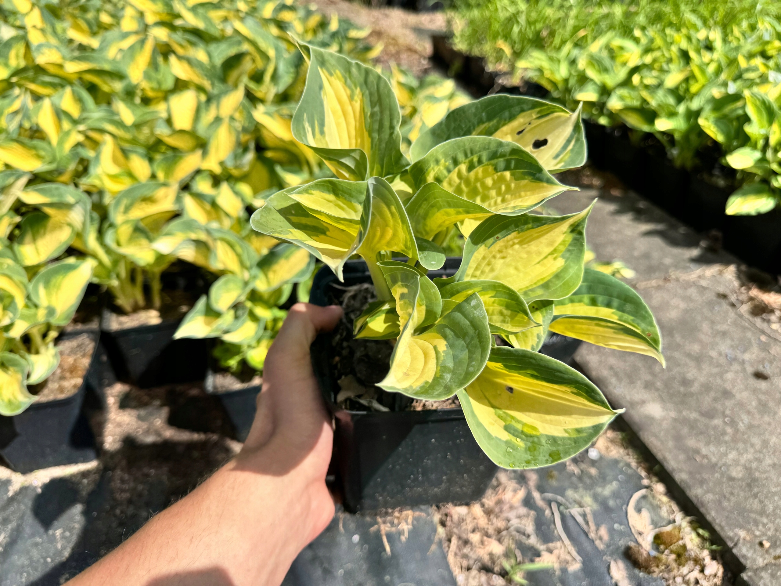 Funkia Hosta 'Great Expectations' W DONICZCE, Żółta Dekoracyjna Duże liście