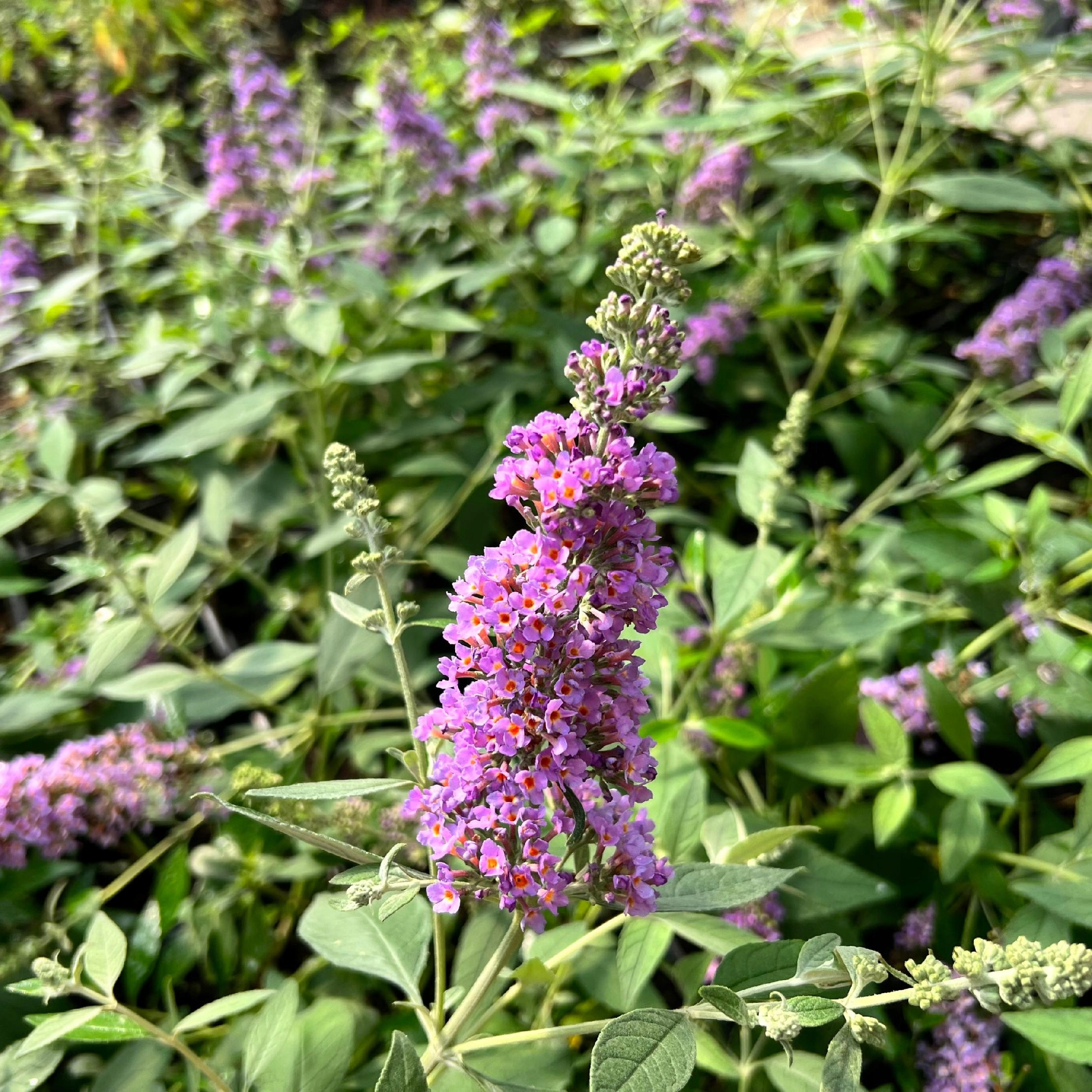 Budleja Dawida 'Lavender Cupcake' (Buddleja davidii) Doniczka 2.0L