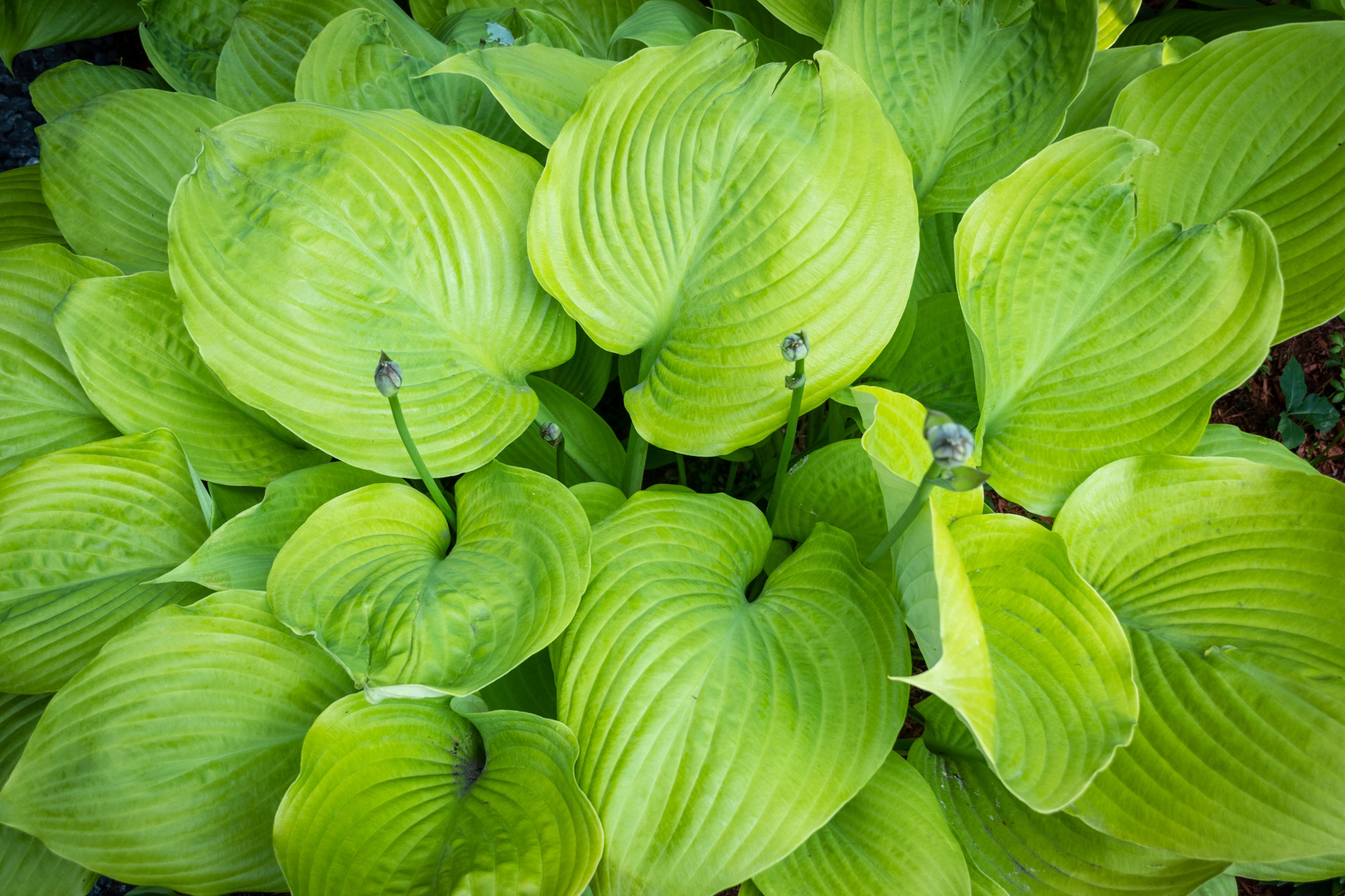 Hosta 'Sum and Substance' (Hosta) Złote liście Doniczka 2.5L