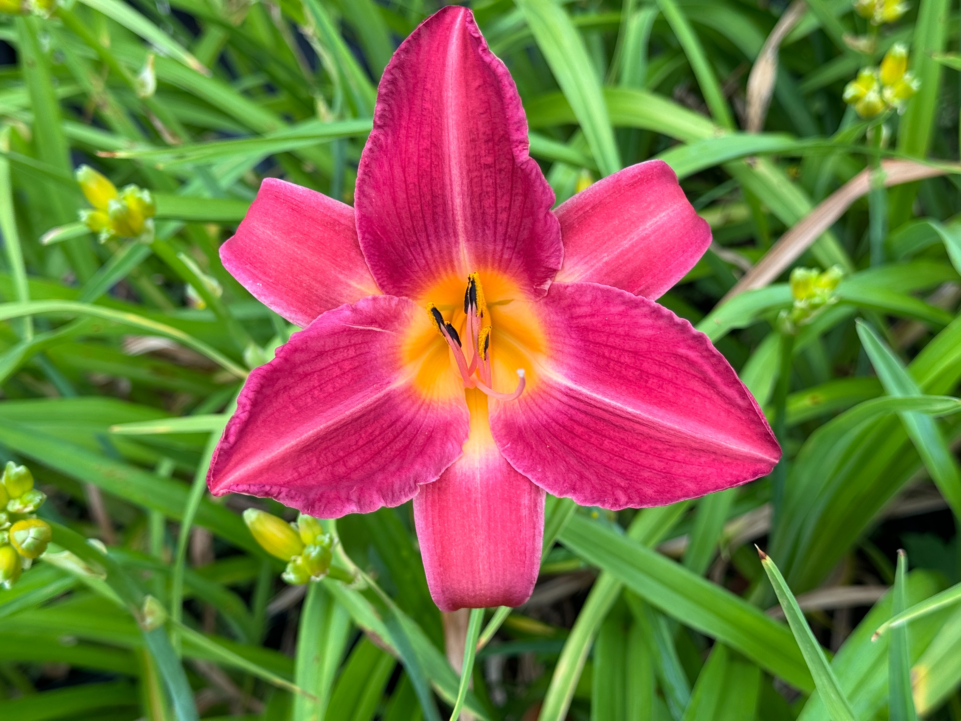 Liliowiec 'Cherry Cheeks' Różowy (Hemerocallis) Doniczka 2.0L