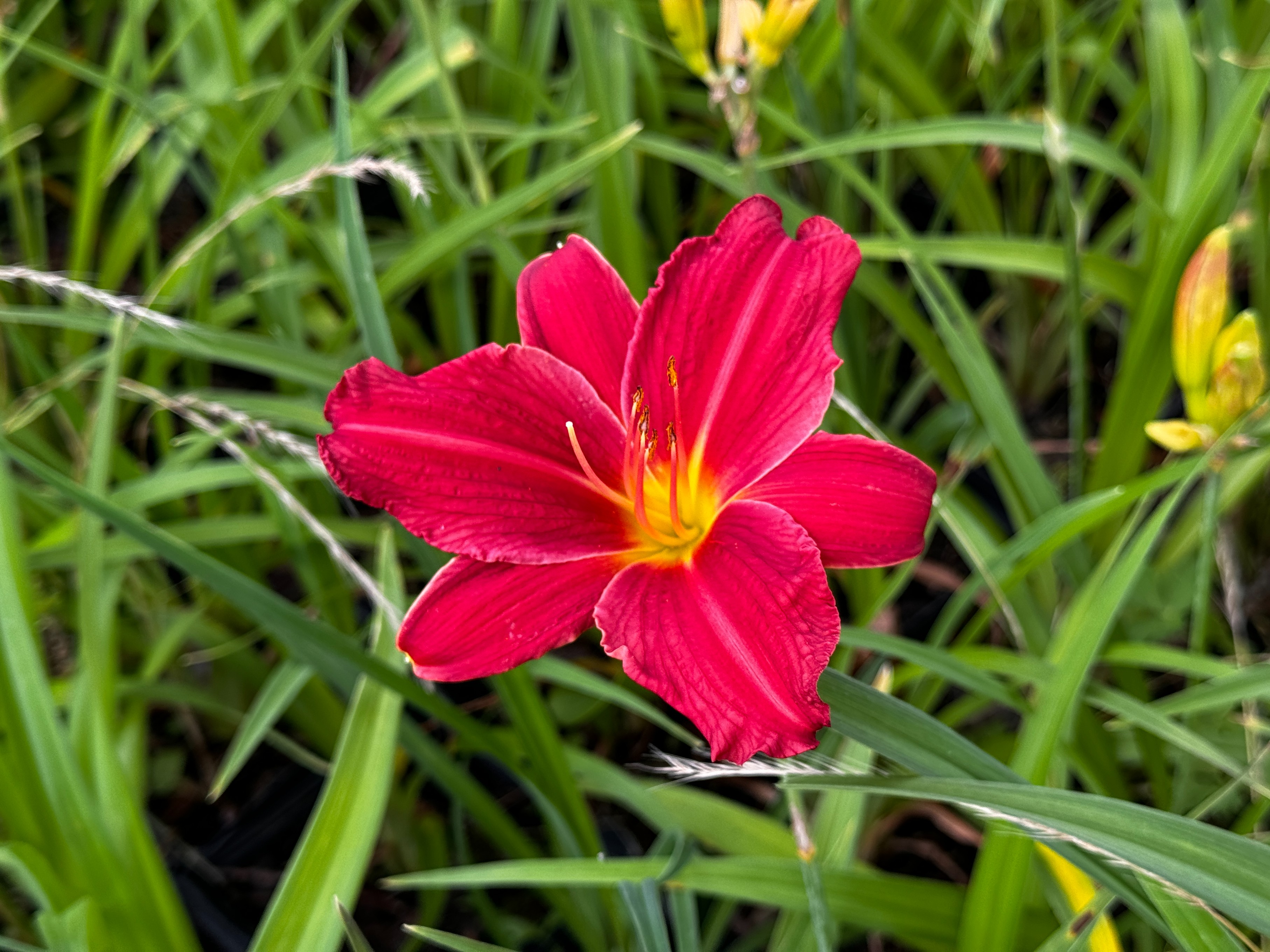 Liliowiec 'Raspberry Wine' Czerwony Malinowy (Hemerocallis) Doniczka 2.0L
