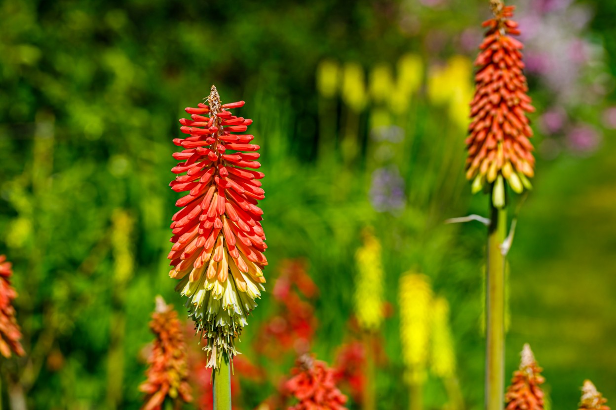 Trytoma groniasta 'Flamenco' Afrykańska Płonąca Pochodnia Kniphofia uvaria