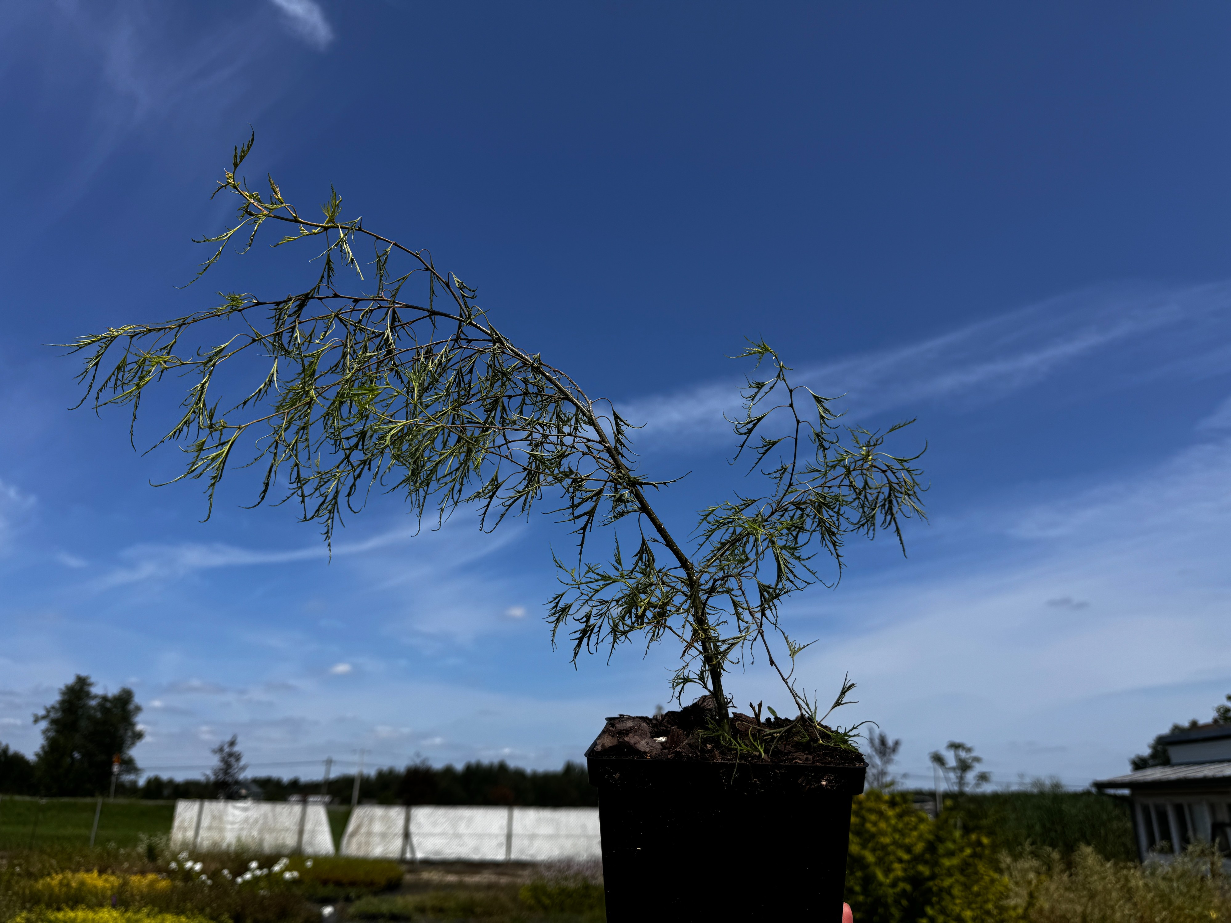 Brzoza brodawkowata 'Karaca' Karłowata Miniaturowa (Betula pendula) 2.0L