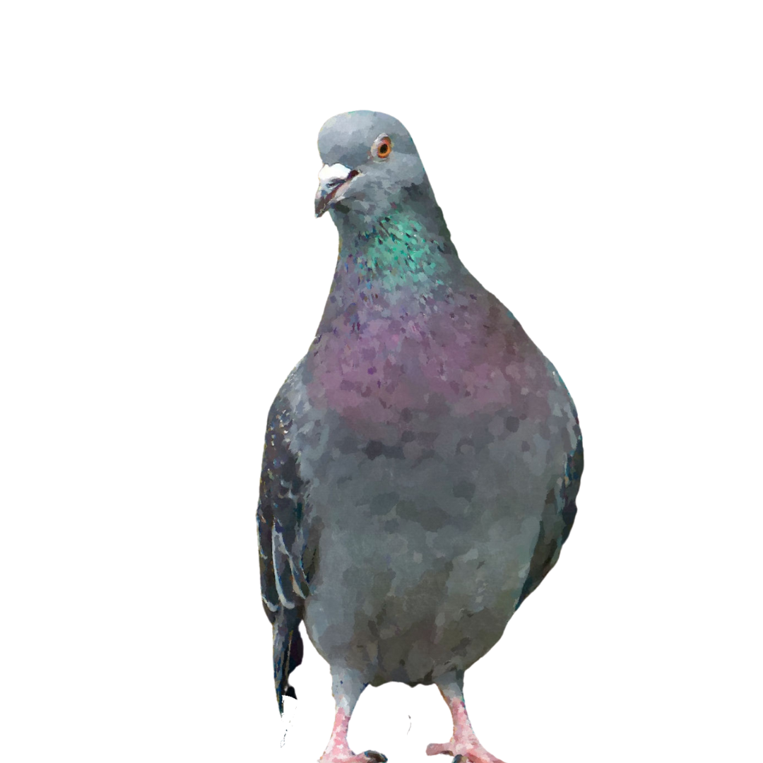 OviGrit 3 z anyżkiem - gryt