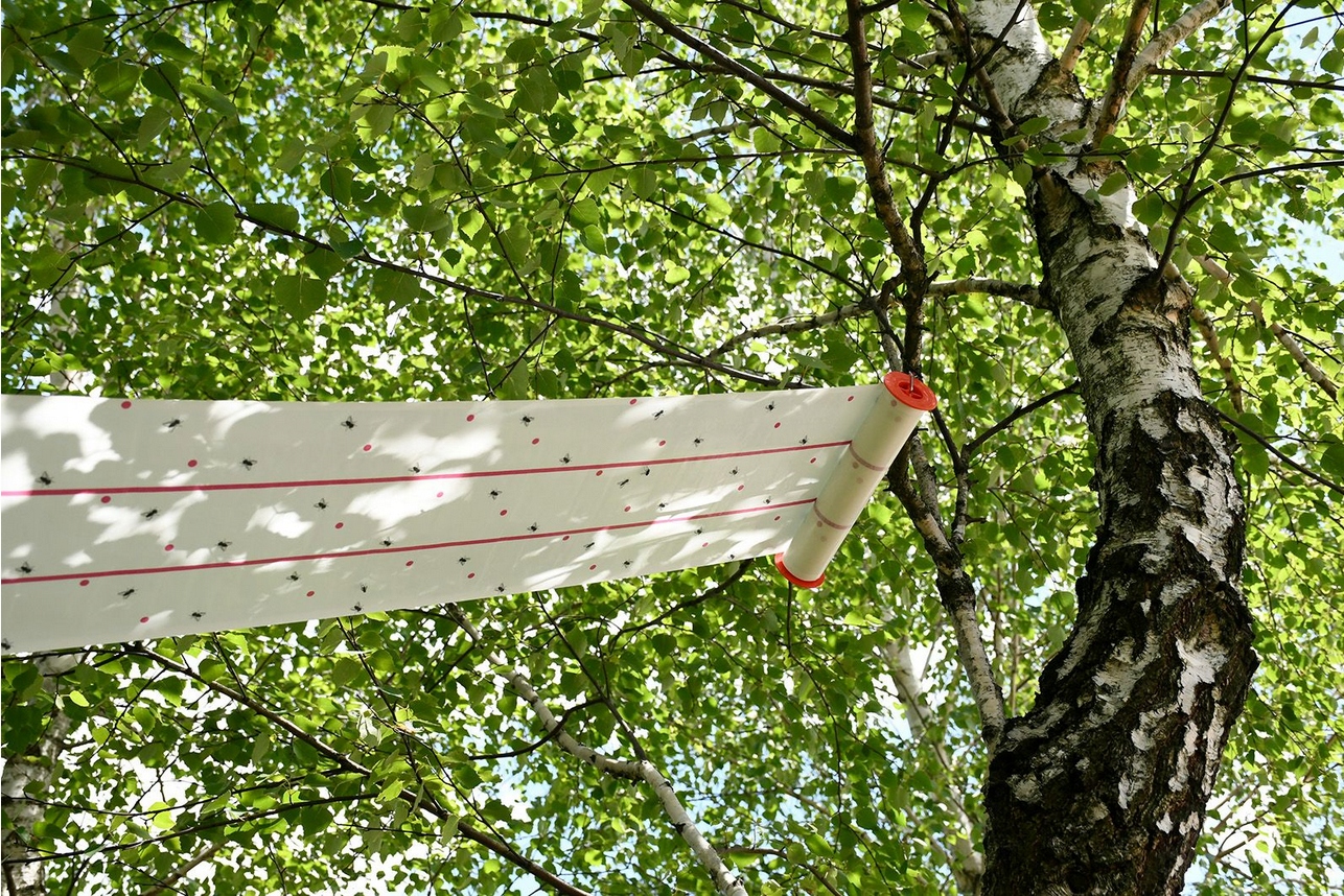 Lep przeciwko muchom na muchy 25 cm x 10 m Kerbl