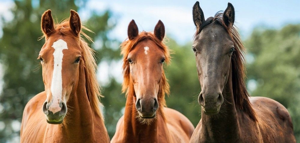 Witaminy dla koni Horsemix Universal DOLFOS 10kg