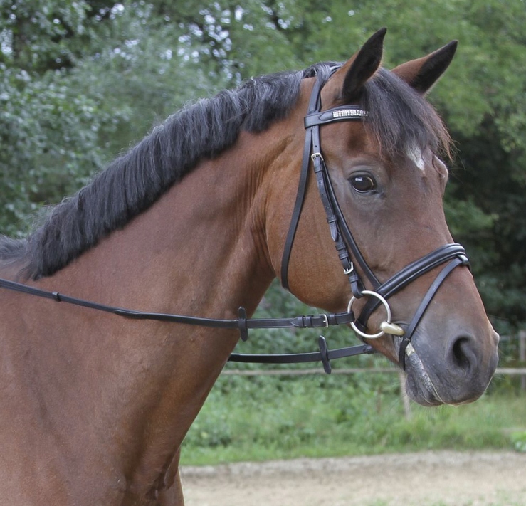 Wodze parciane ze stoperami czarny Pony Covalliero