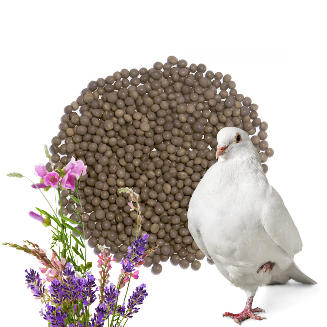 Wyka Brązowa Karma Dla Gołębi Ptaków Dodatek do Mieszanek 5 kg