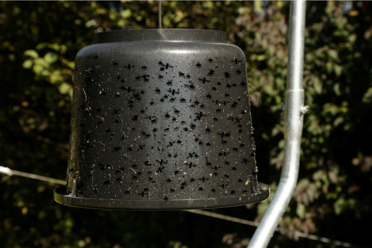 Klej na muchy owady latające TaonX 1,5 kg Kerbl
