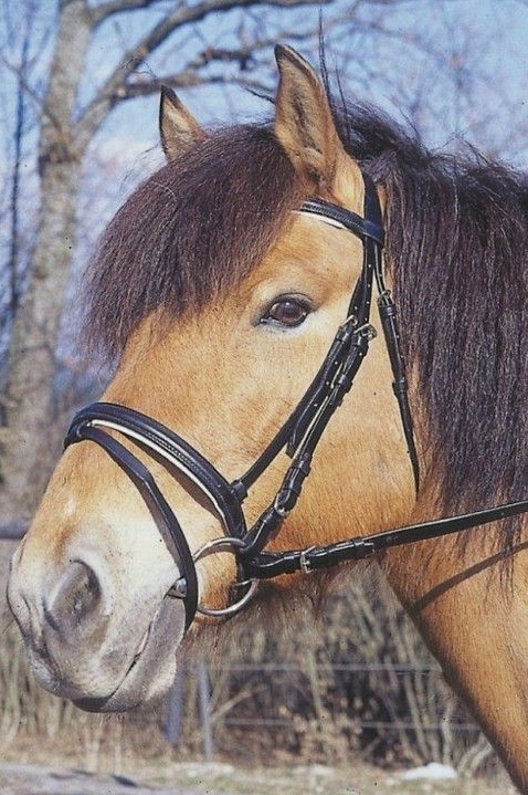 Ogłowie dla konia Standard czarny Full Covalliero