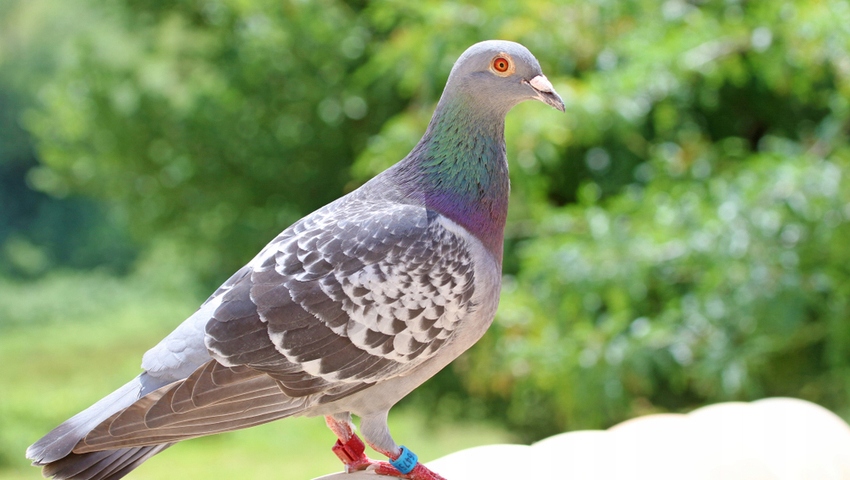 Glukovit dla gołębi witaminy B i C DOLFOS