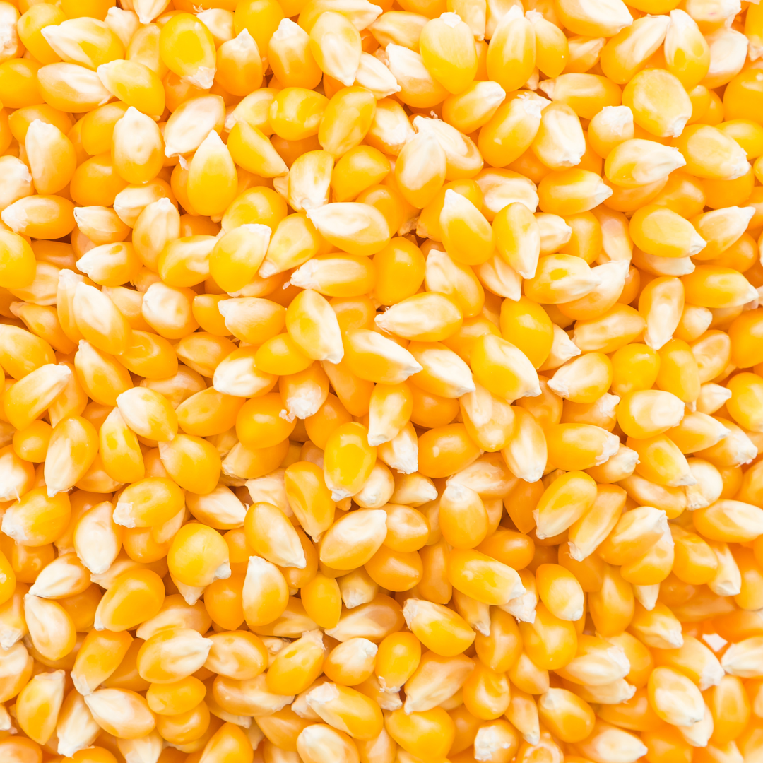 Kukurydza standard drobna dla papug, gołębi 25 kg