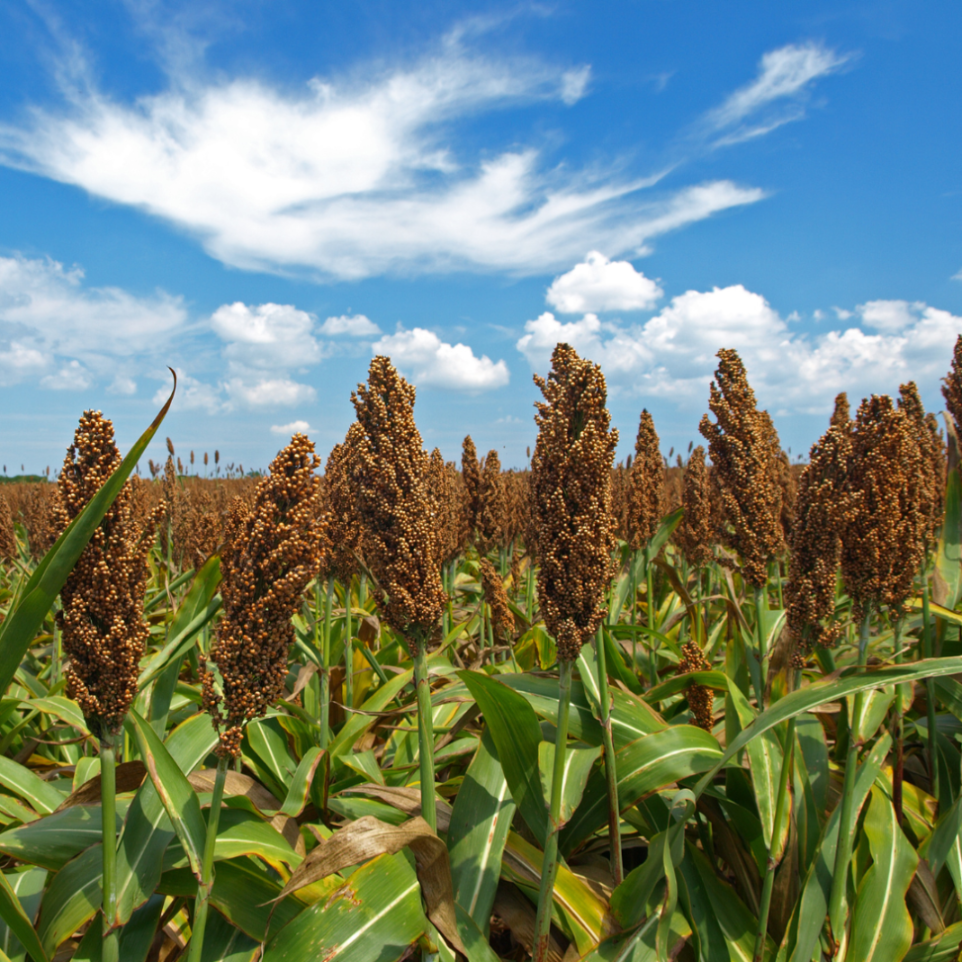 Sorgo Czerwone Karma Dla Ptaków Naturalna Wysokoenergetyczna 1 kg